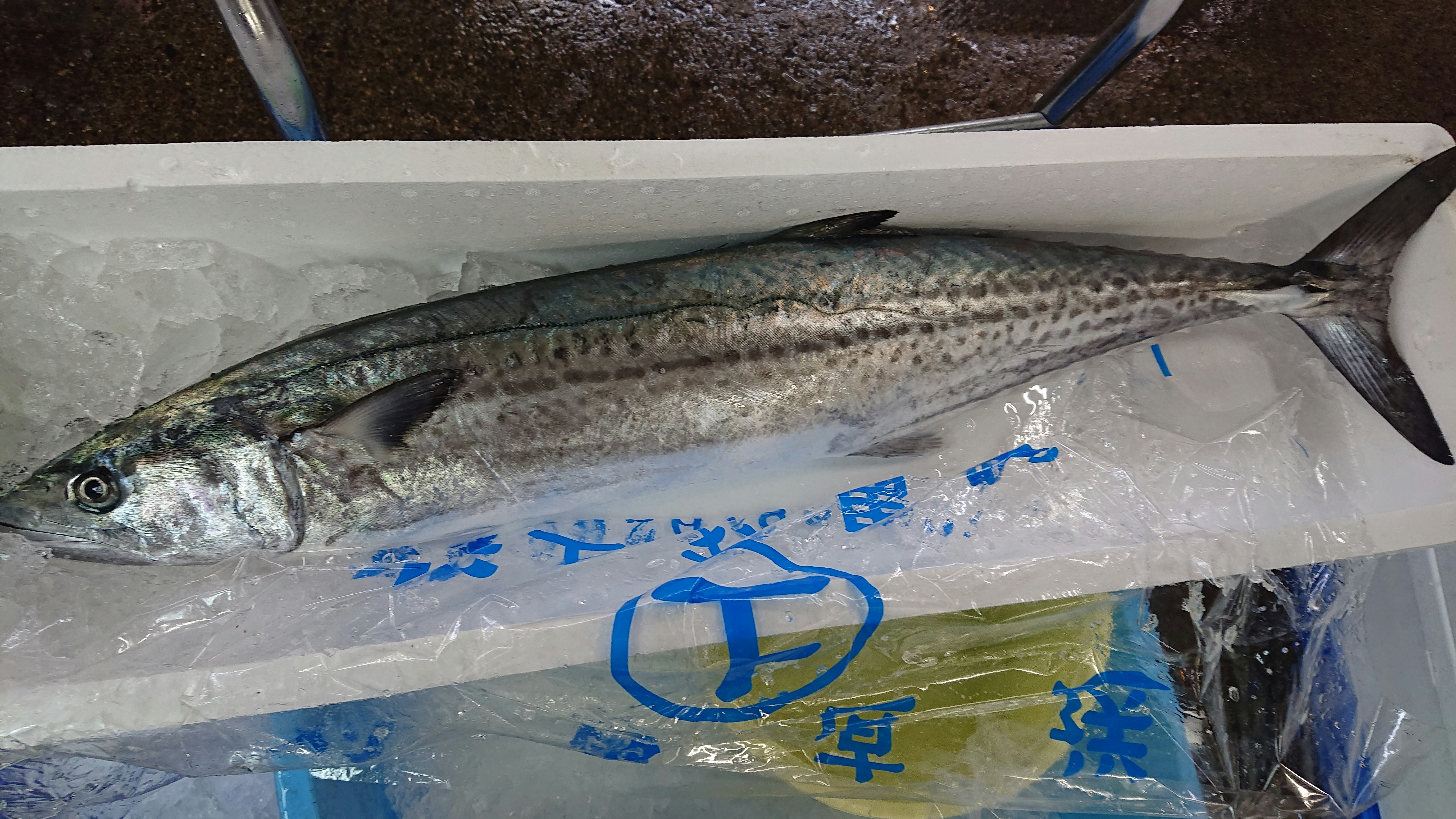 神経締めサワラ4 0キロ 魚の直売所 Uonted ウオンテッド