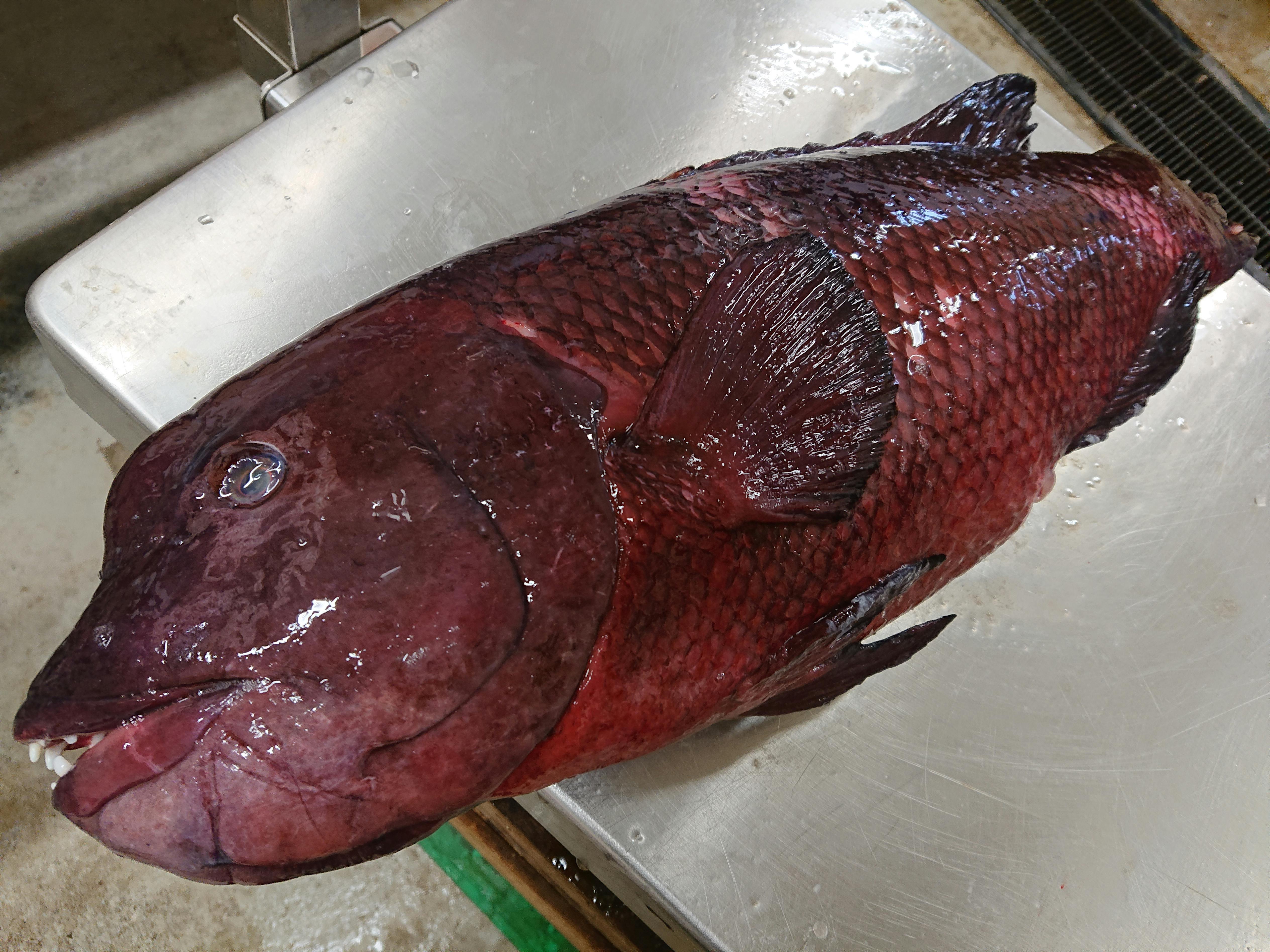 お安い コブダイ3 39kg 魚の直売所 Uonted ウオンテッド