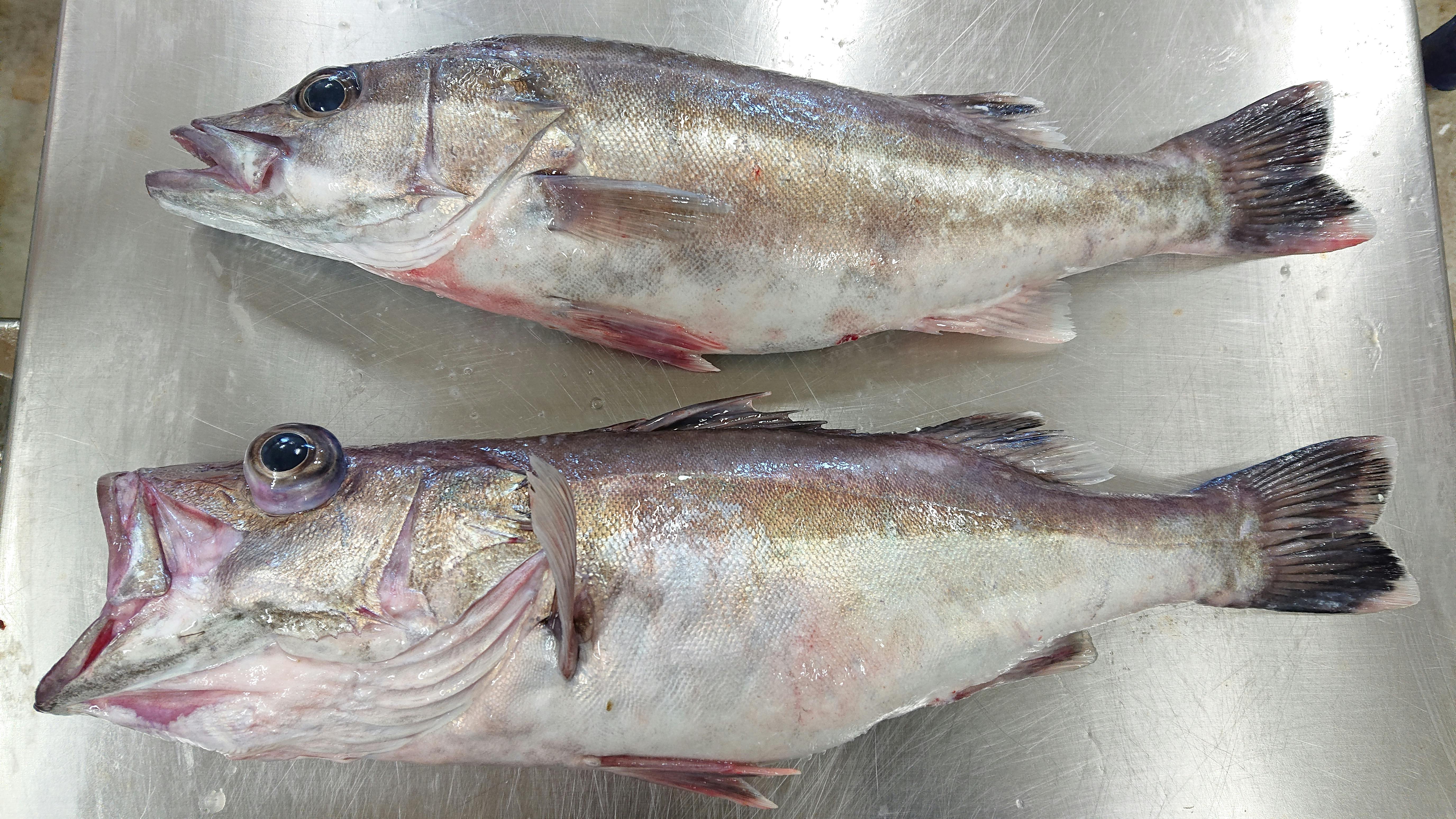 鮮度バッチリ 高級魚 アラ 魚の直売所 Uonted ウオンテッド