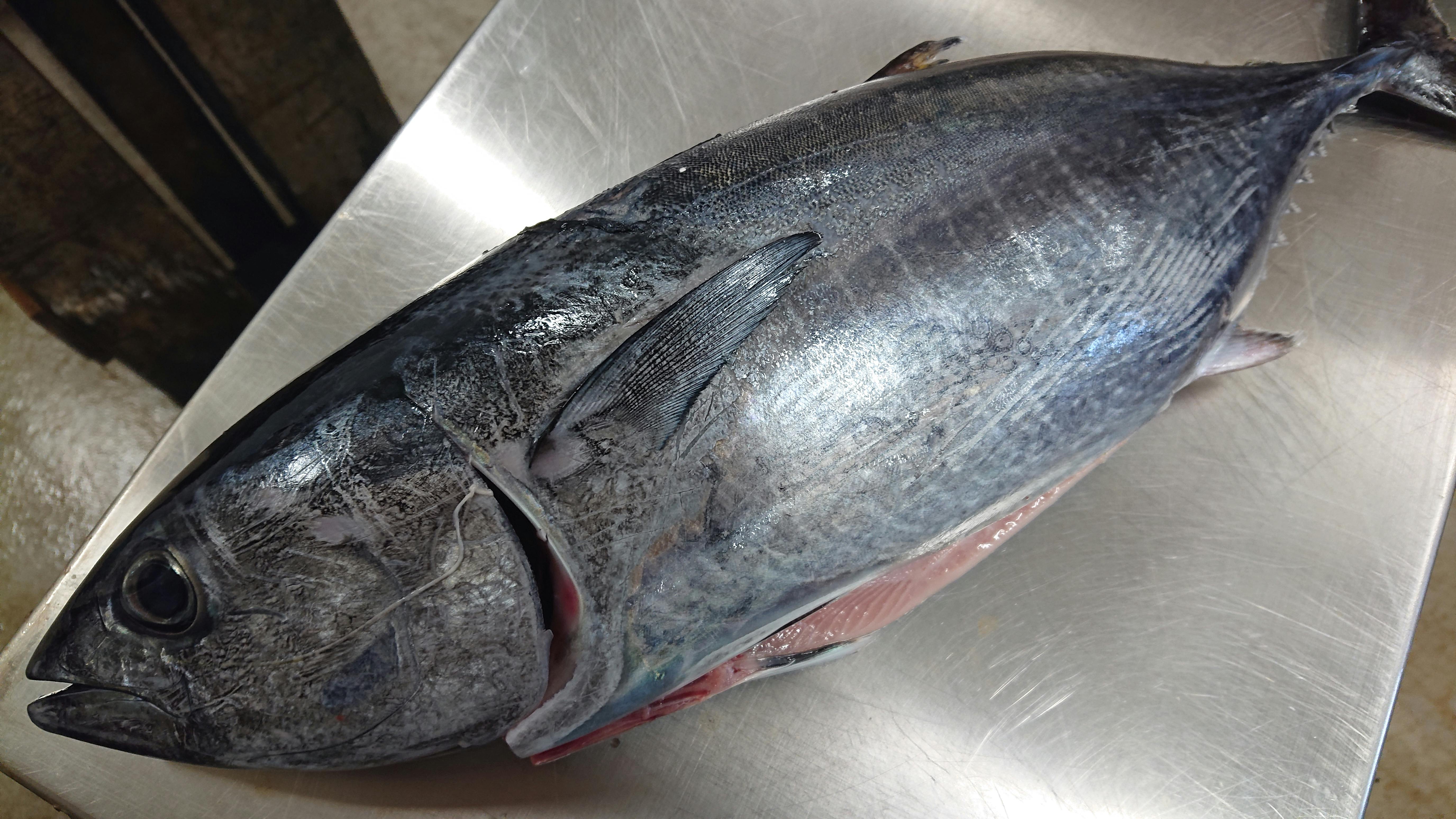 マグロの子 ヨコワ 2 78kg 魚の直売所 Uonted ウオンテッド