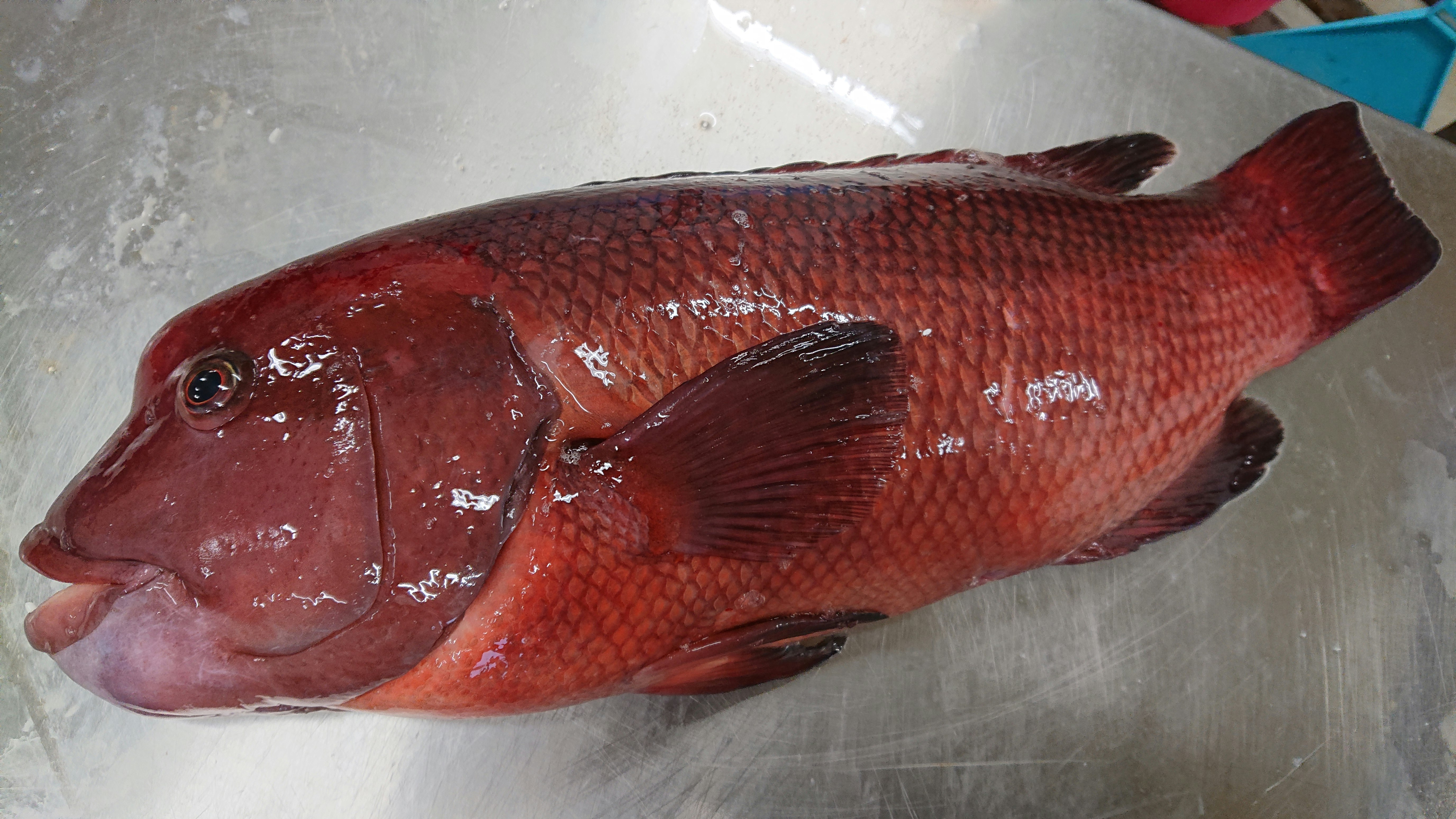 神経抜き弾力バリバリのコブダイ2kg 魚の直売所 Uonted ウオンテッド