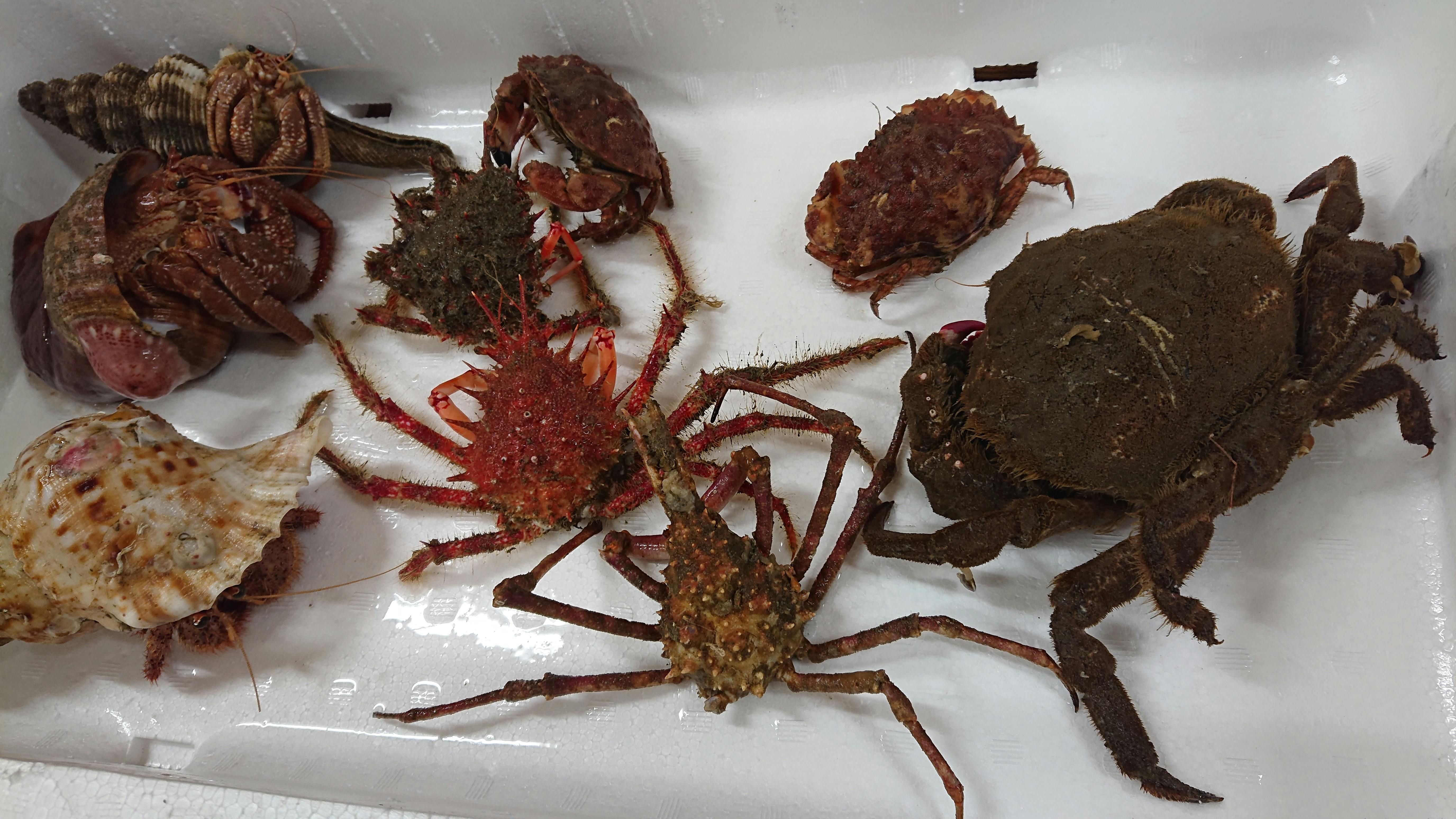 レア系甲殻類の集い 魚の直売所 Uonted ウオンテッド