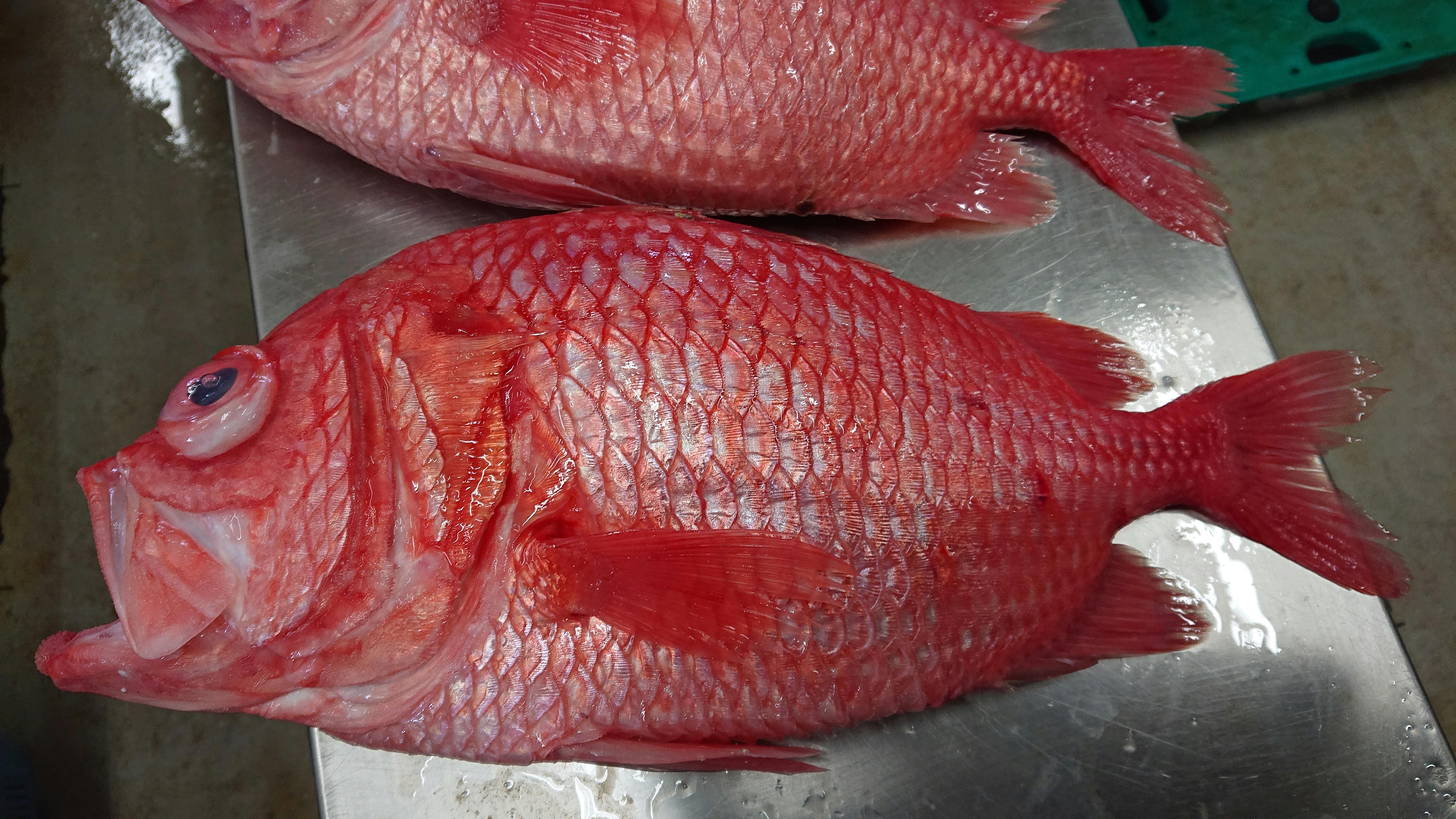 絶対 格安 エビスダイ2 5kg 魚の直売所 Uonted ウオンテッド