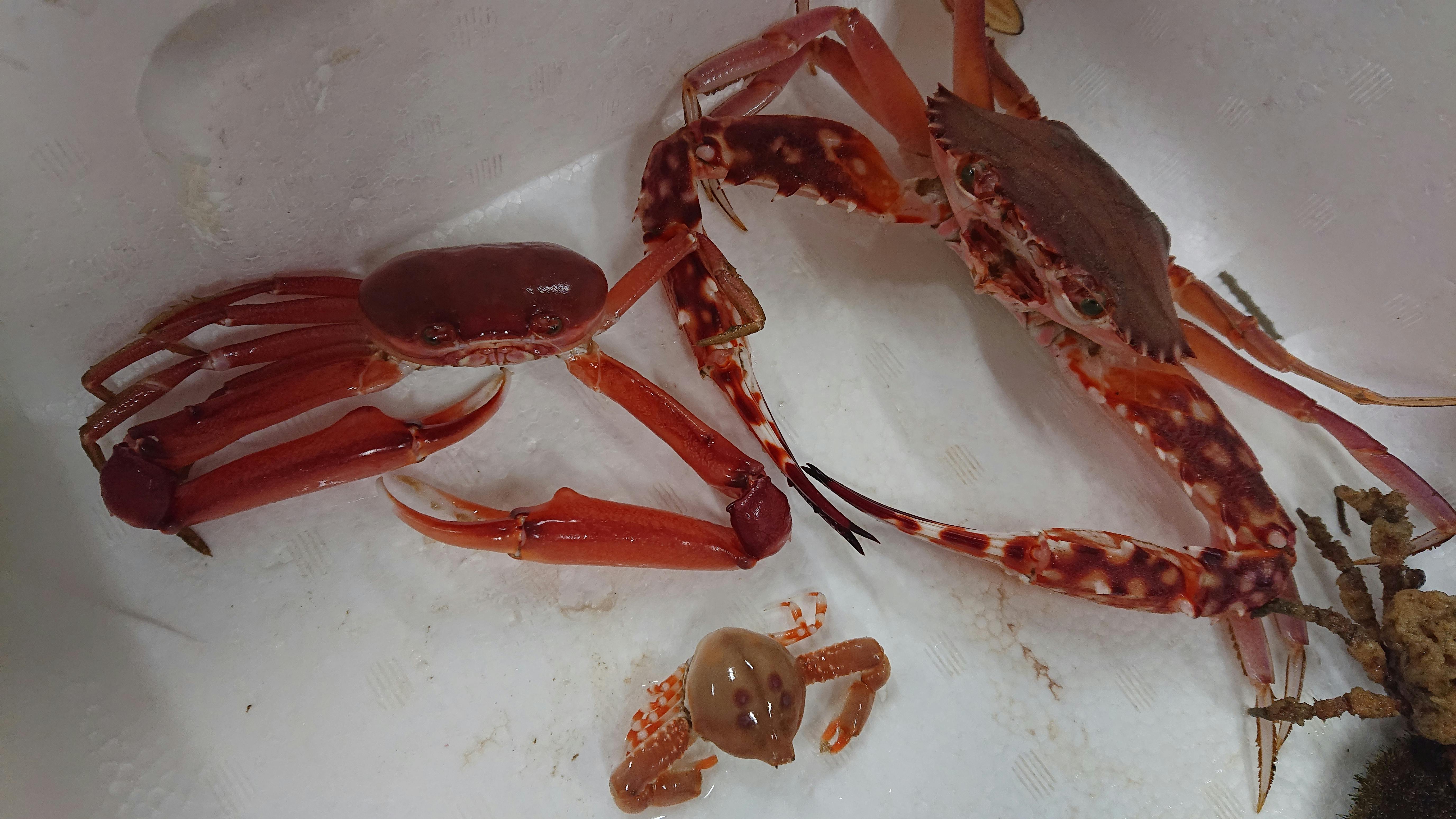 レア系甲殻類の集い 魚の直売所 Uonted ウオンテッド