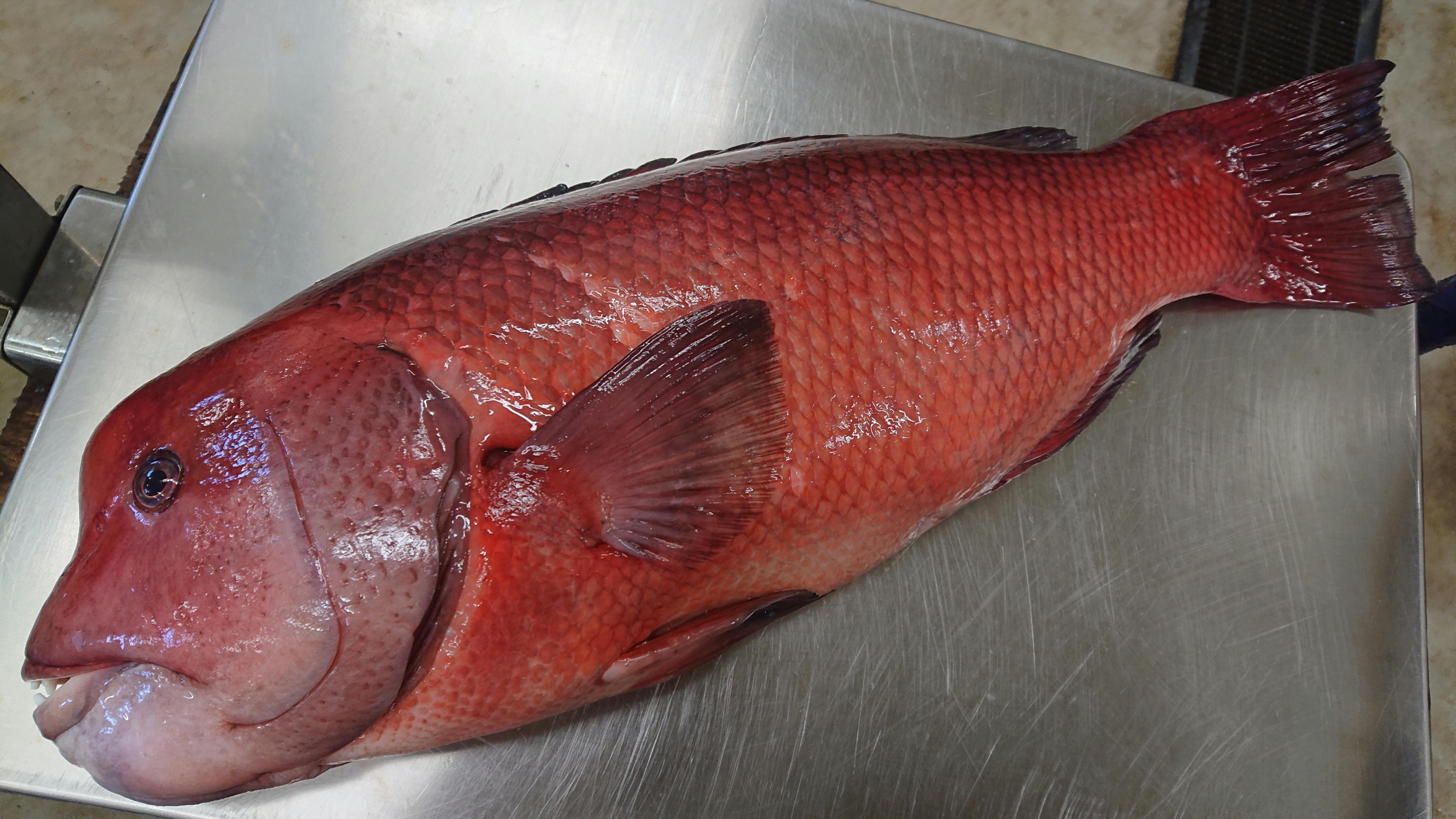 バッチリ肥えたコブダイ 3 44kg 魚の直売所 Uonted ウオンテッド