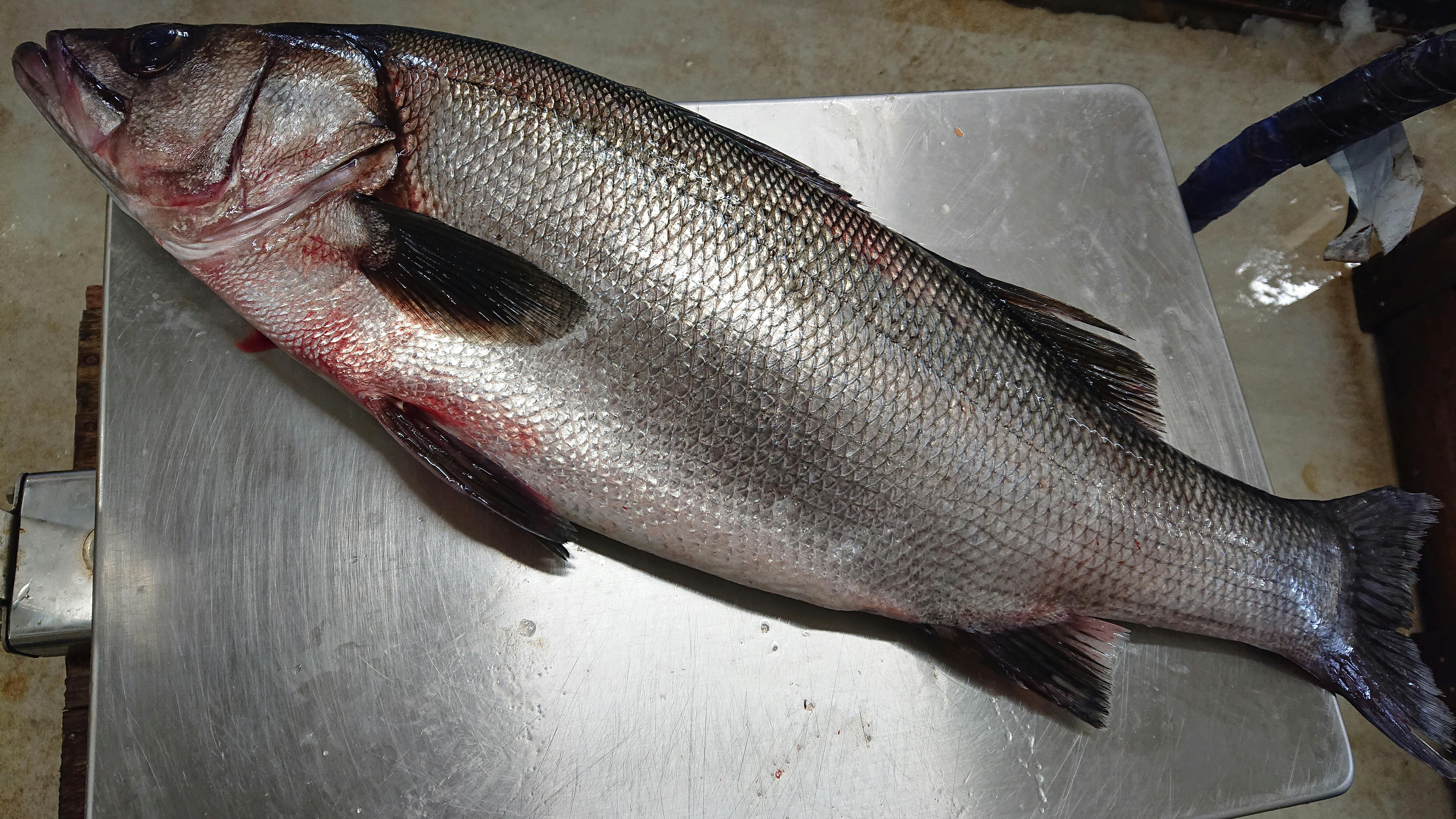 神経抜きを施したヒラスズキ 4 67k 魚の直売所 Uonted ウオンテッド