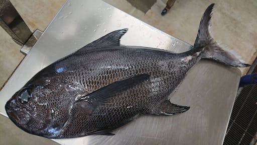 遂に登場 ツルギエチオピア 3 5k 魚の直売所 Uonted ウオンテッド 遂に登場 ツルギエチオピア 3 5k 魚の直売所 Uonted ウオンテッド