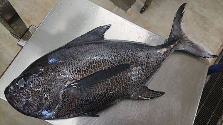 遂に登場 ツルギエチオピア 3 5k 魚の直売所 Uonted ウオンテッド 遂に登場 ツルギエチオピア 3 5k 魚の直売所 Uonted ウオンテッド