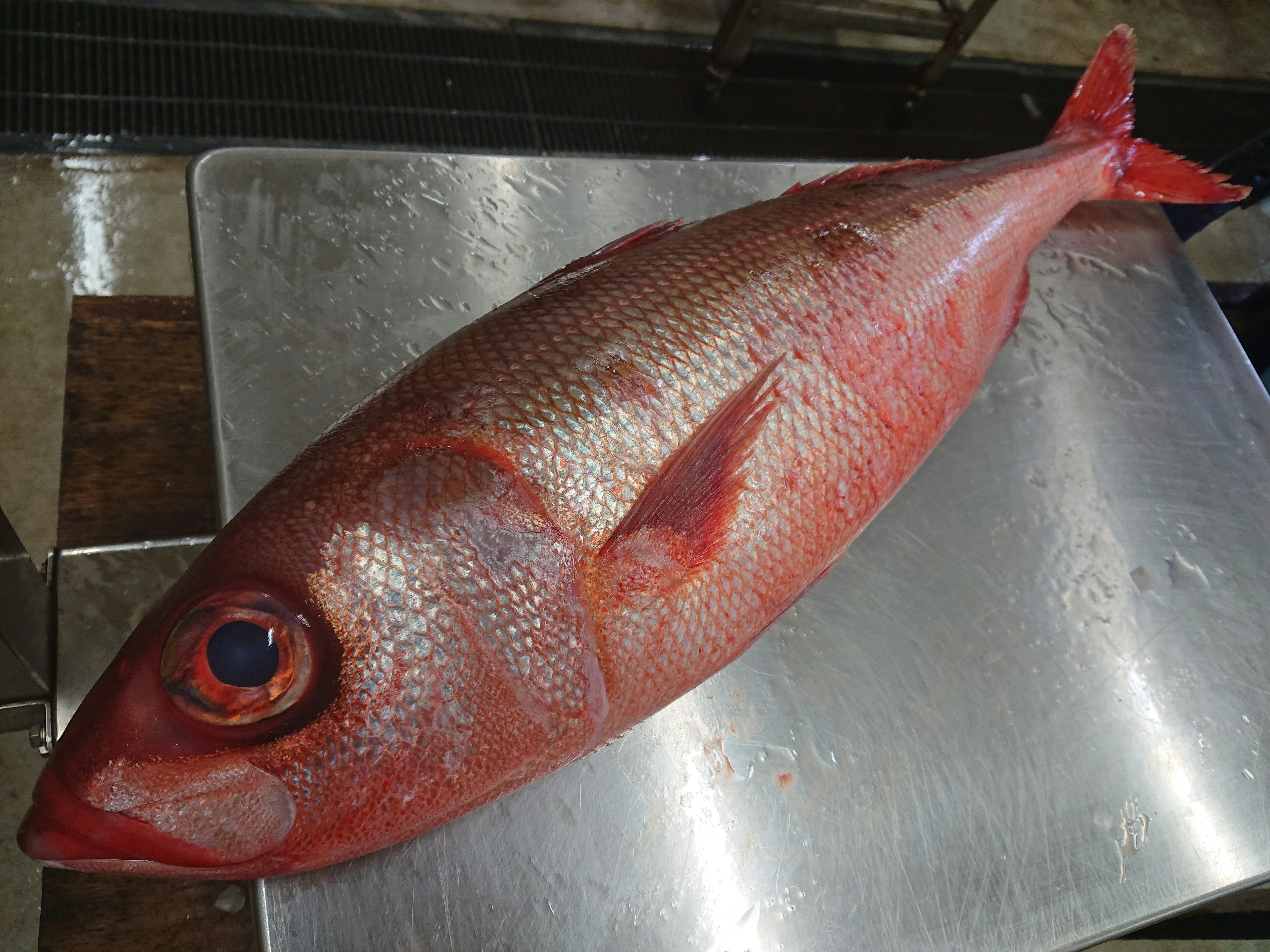 鮮度抜群 特大ハチビキ 3 34kg 魚の直売所 Uonted ウオンテッド