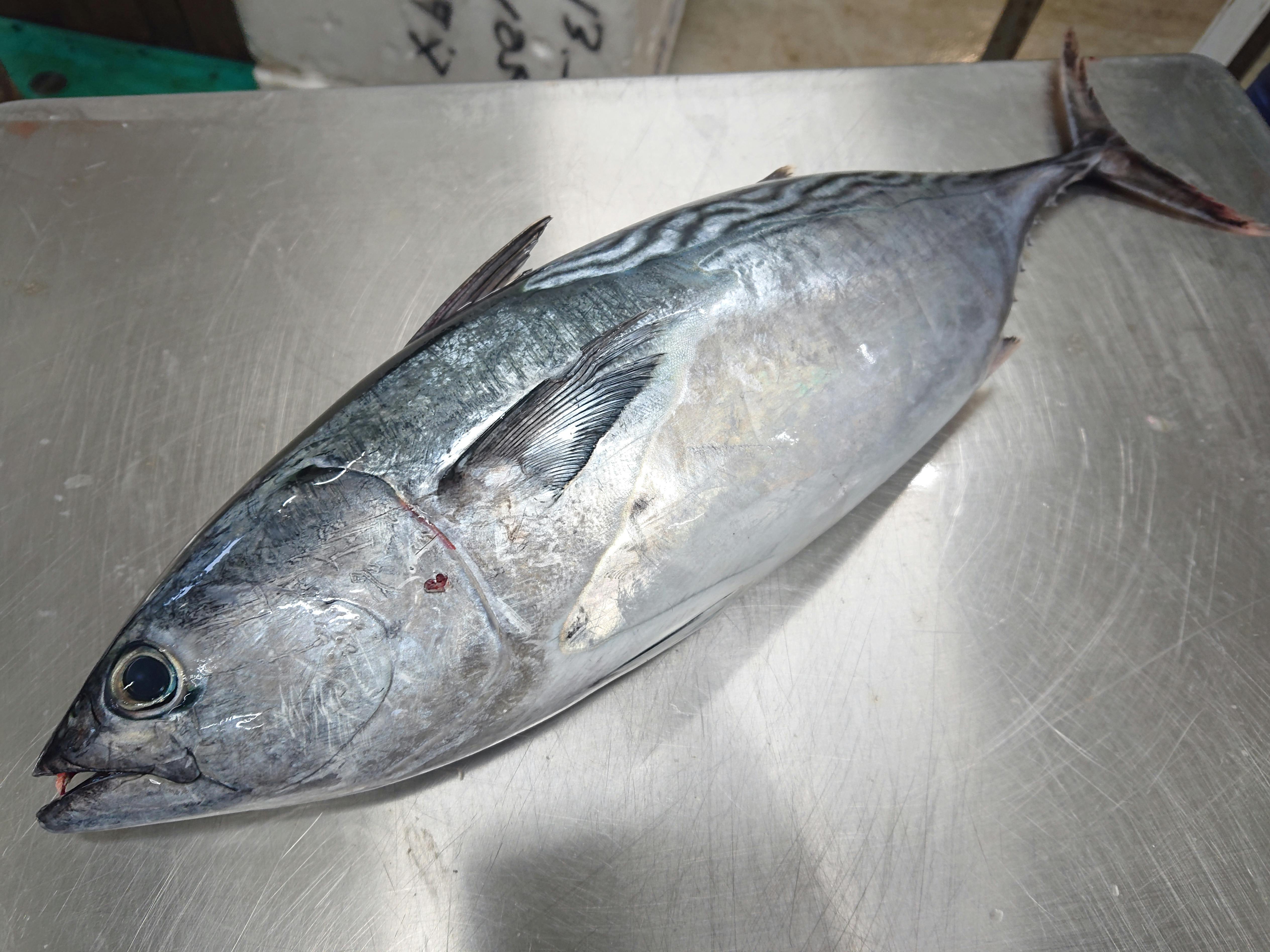 ガチガチ締まった スマ 1 47kg 魚の直売所 Uonted ウオンテッド
