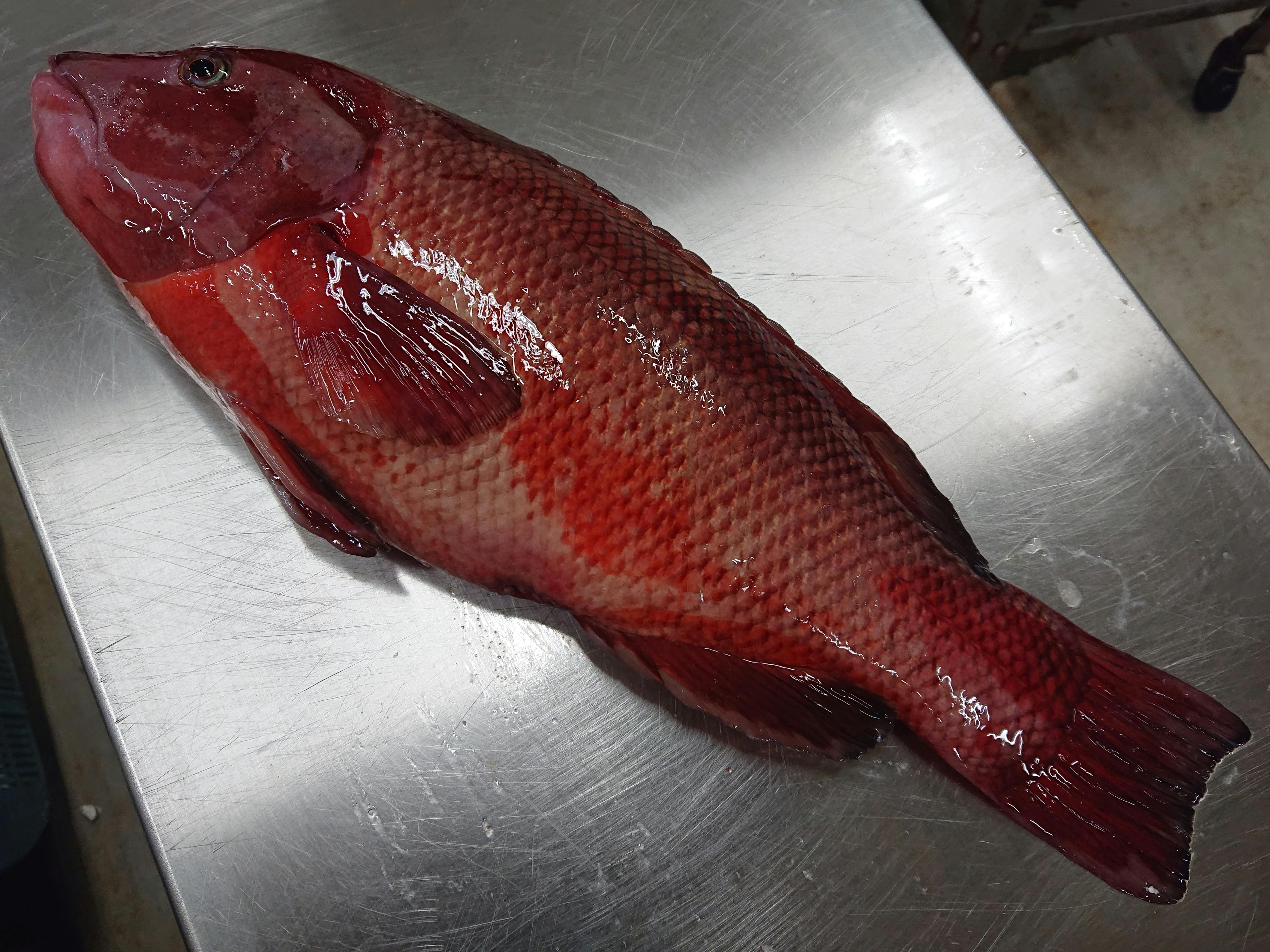 大特価 コブダイ 1 42kg 魚の直売所 Uonted ウオンテッド