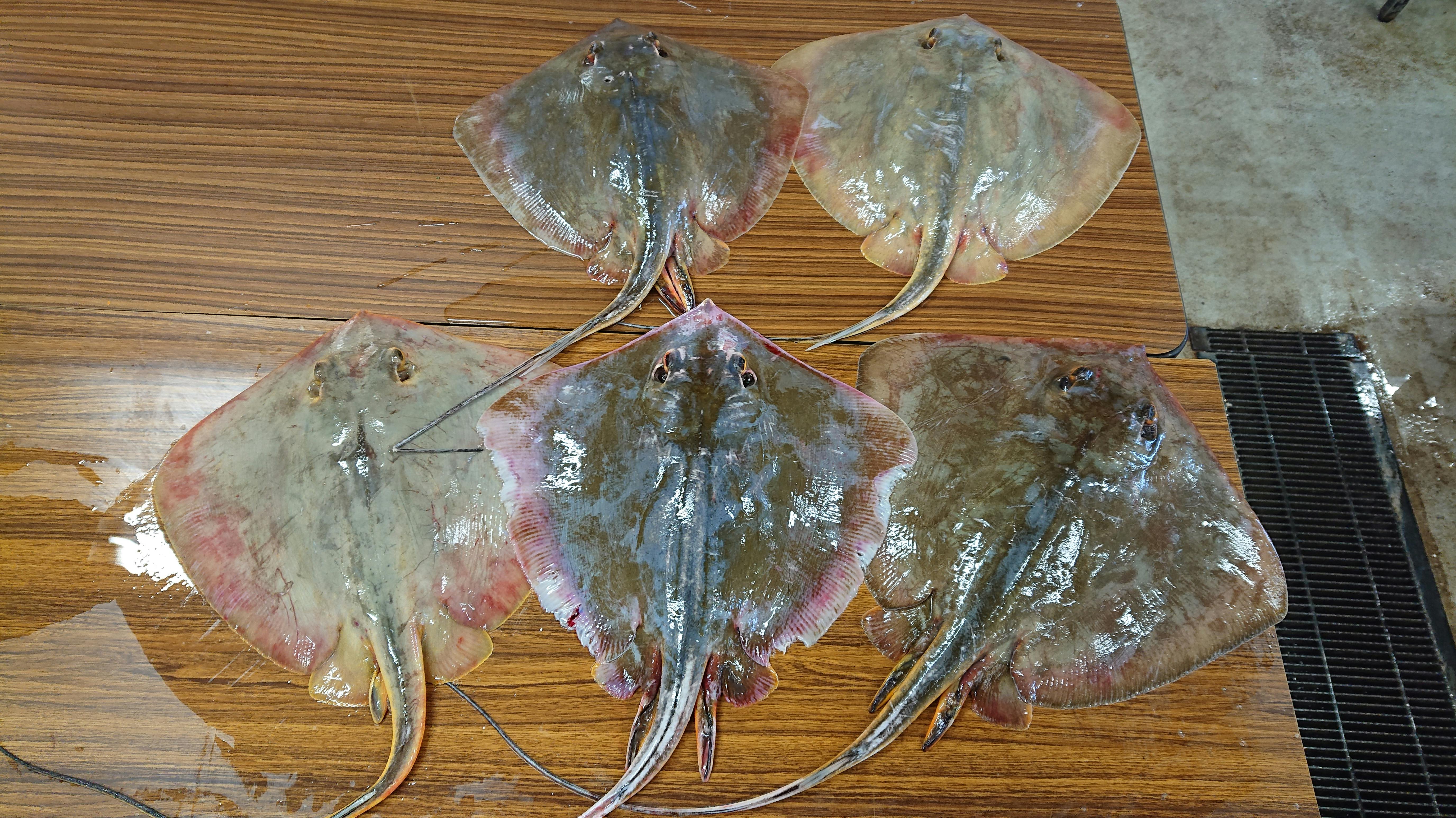 0以上 アカエイ 毒針 場所 アカエイ 毒針 場所 Nyosspixmhuq