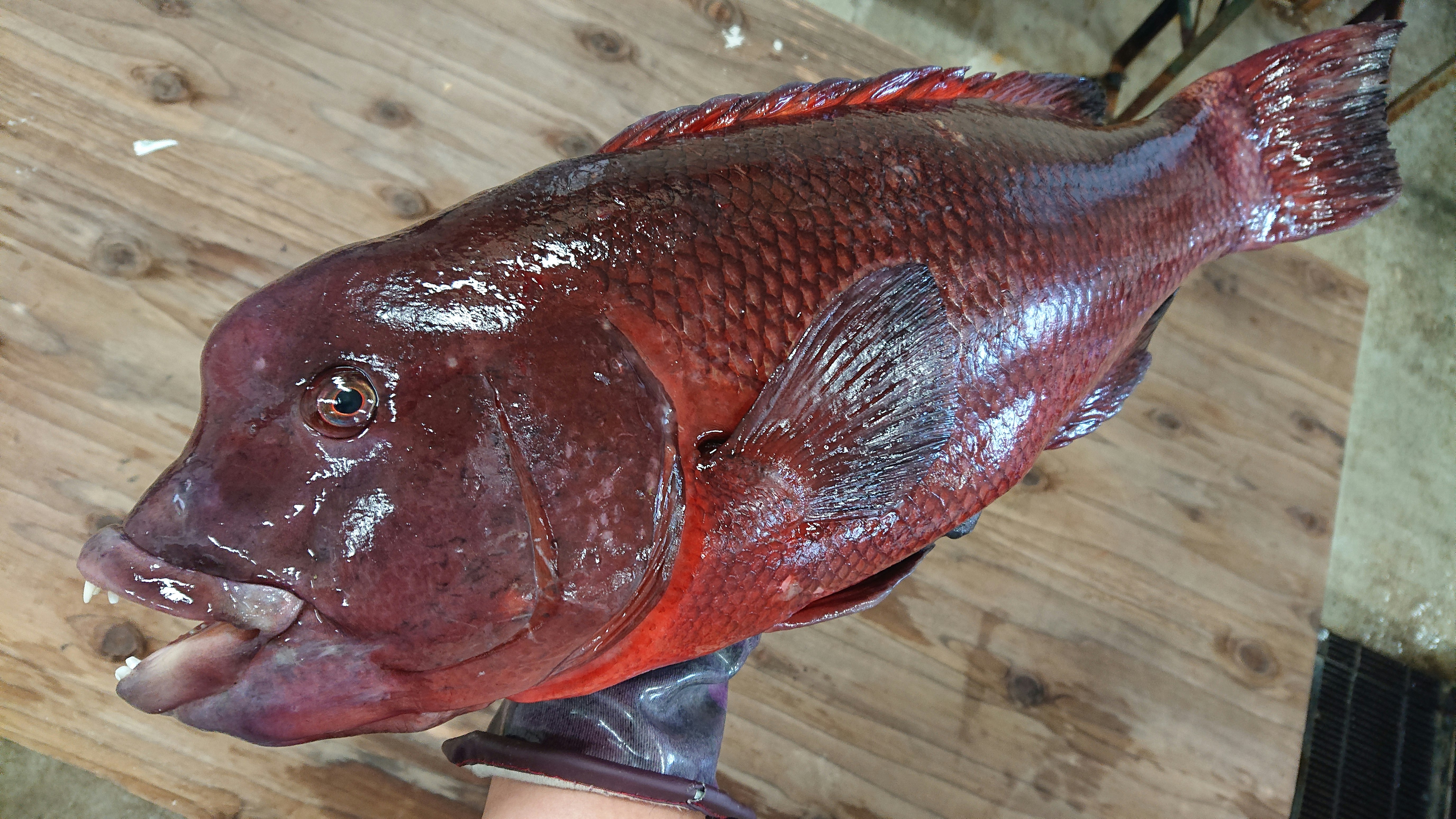 鮮度抜群 コブダイ 3 18kg 魚の直売所 Uonted ウオンテッド