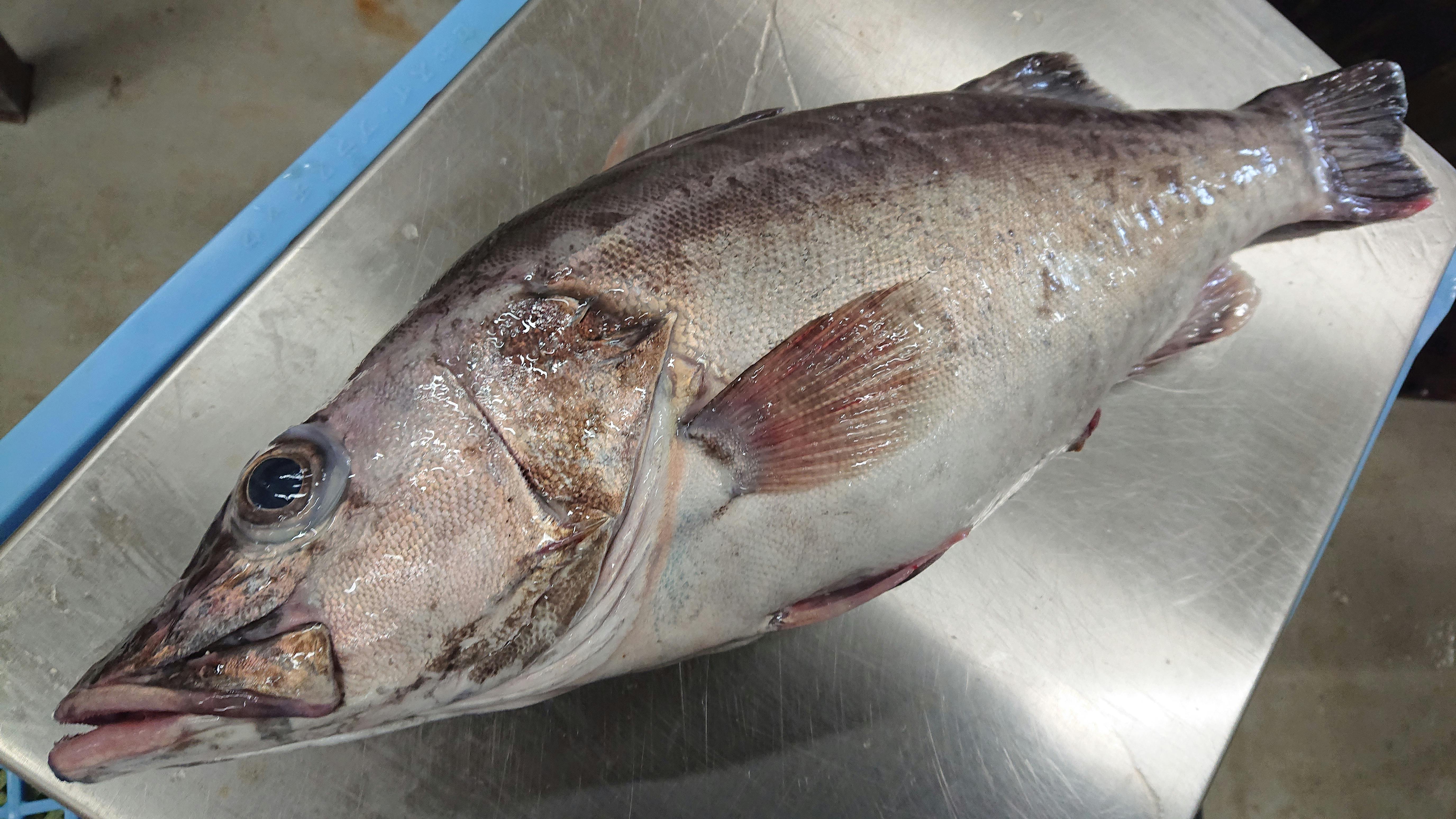 高級魚アラを食べながらオリンピック観戦 魚の直売所 Uonted ウオンテッド