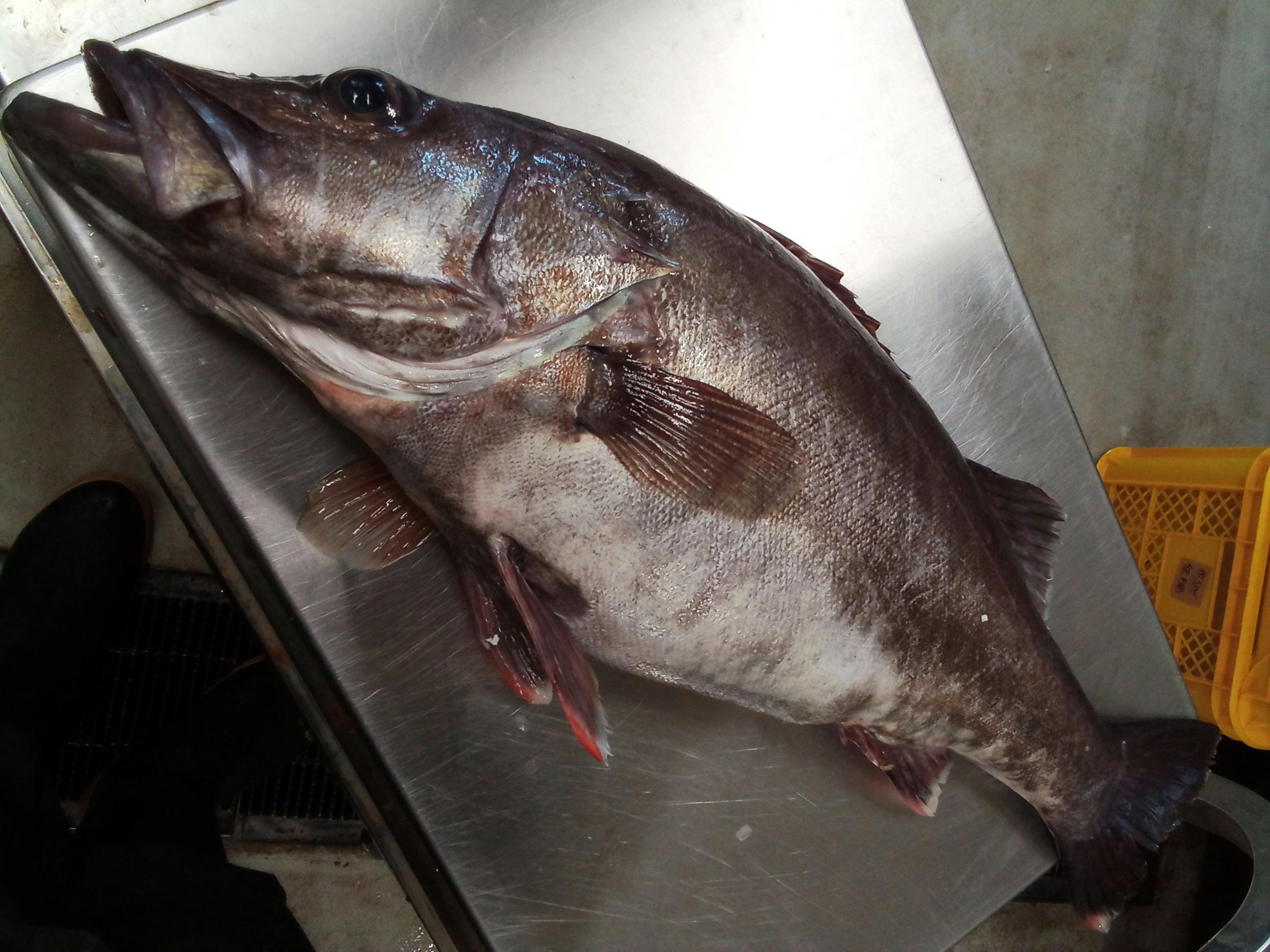 バッチリ肥えた 高級魚 アラ 3 74k 魚の直売所 Uonted ウオンテッド