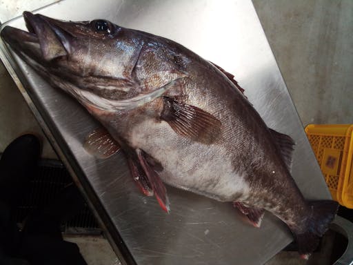 バッチリ肥えた 高級魚 アラ 3 74k 魚の直売所 Uonted ウオンテッド バッチリ肥えた 高級魚 アラ 3 74k 魚の直売所 Uonted ウオンテッド