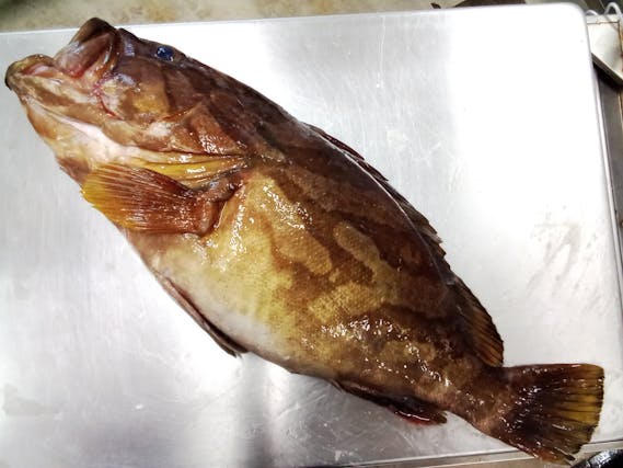 バッチリ肥えたホウキハタ 2 44kg 魚の直売所 Uonted ウオンテッド バッチリ肥えたホウキハタ 2 44kg 魚の直売所 Uonted ウオンテッド