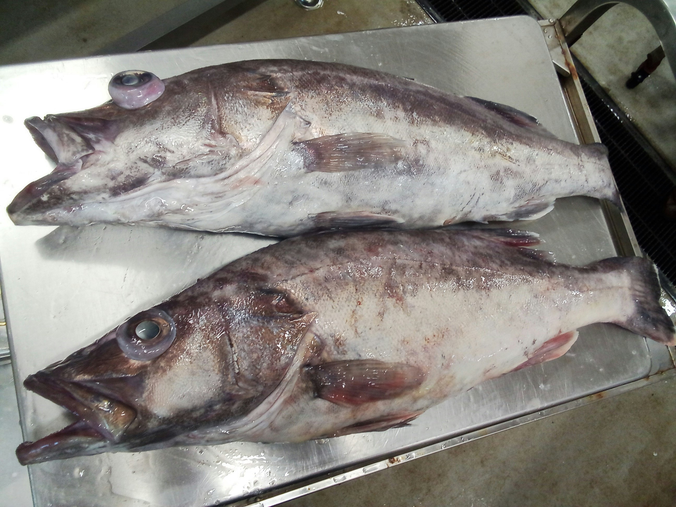 バッチリ肥えた高級魚アラが安いっ 魚の直売所 Uonted ウオンテッド バッチリ肥えた高級魚アラが安いっ 魚の直売所 Uonted ウオンテッド