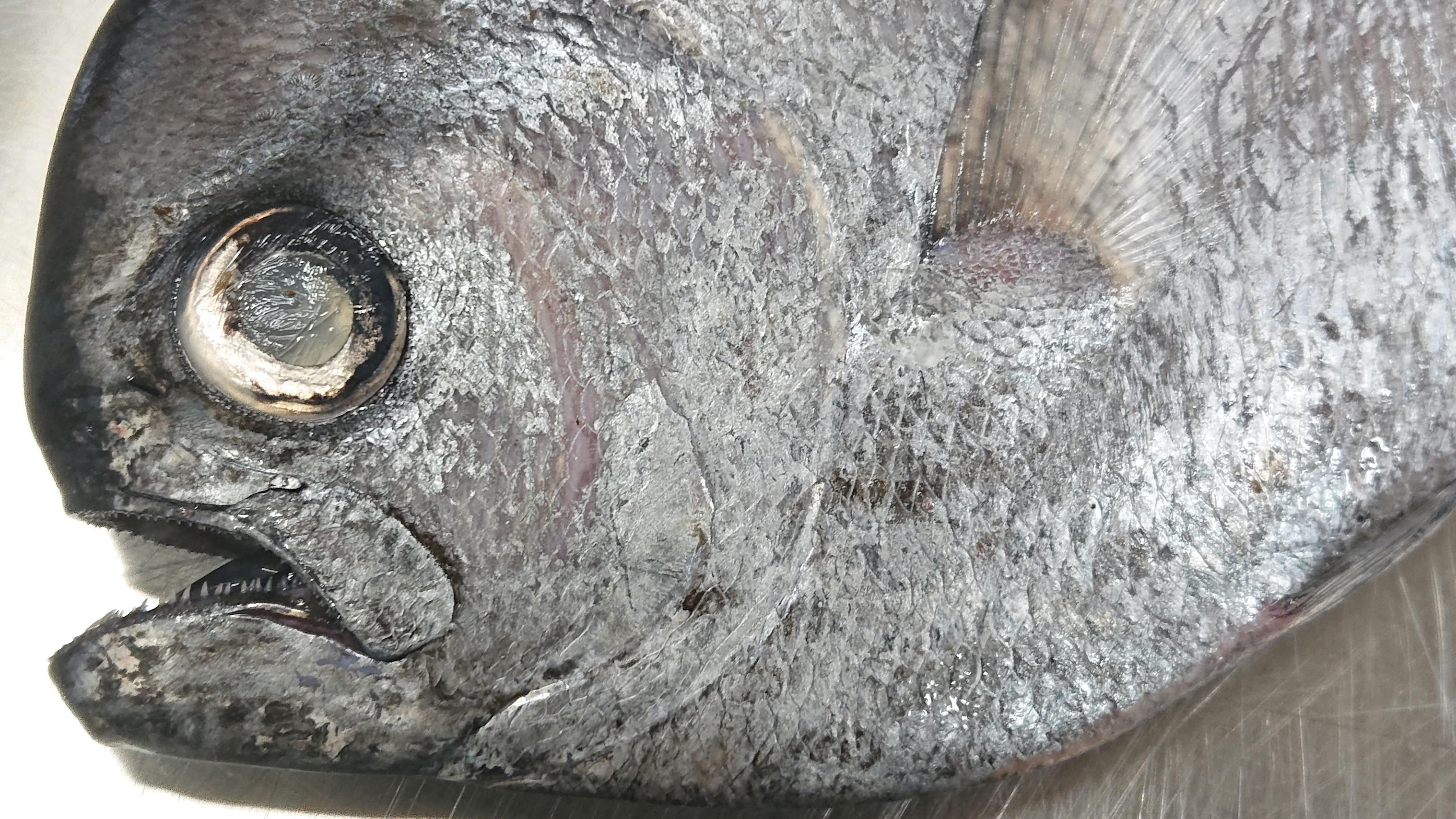 マルバラシマガツオ 0.72kg | 魚の直売所 UONTED（ウオンテッド）