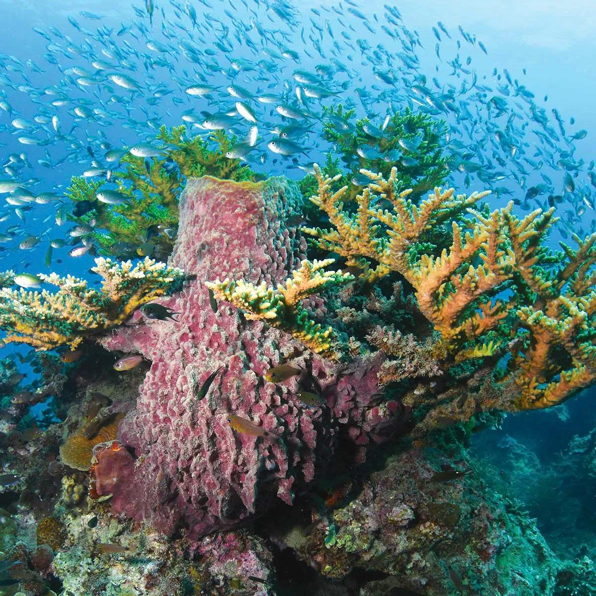 Malaysia's Pulan Perhentian | Dive Pacific