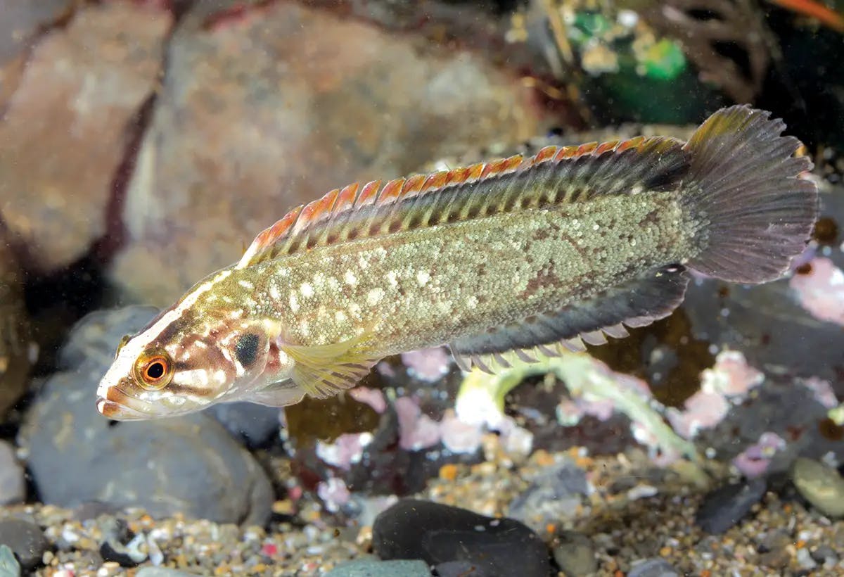 Species focus 8 facts about the Olive Rockfish Dive Pacific