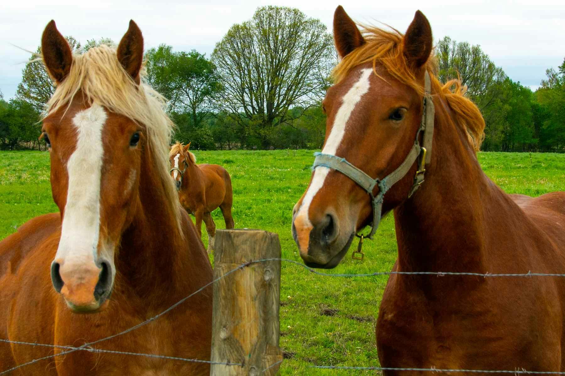 Exploring the Costs How Much Does It Cost to Board a Horse?