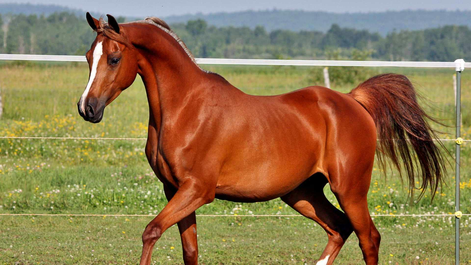 How to start a horse boarding business a comprehensive guide