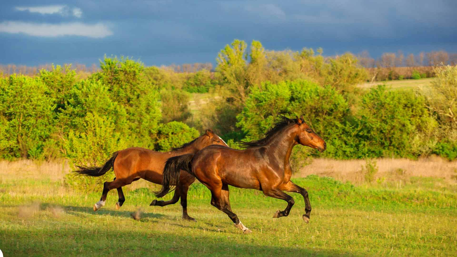 Things You Need For A Horse A Comprehensive Guide things-you-need-for-a-horse-a-comprehensive-guide