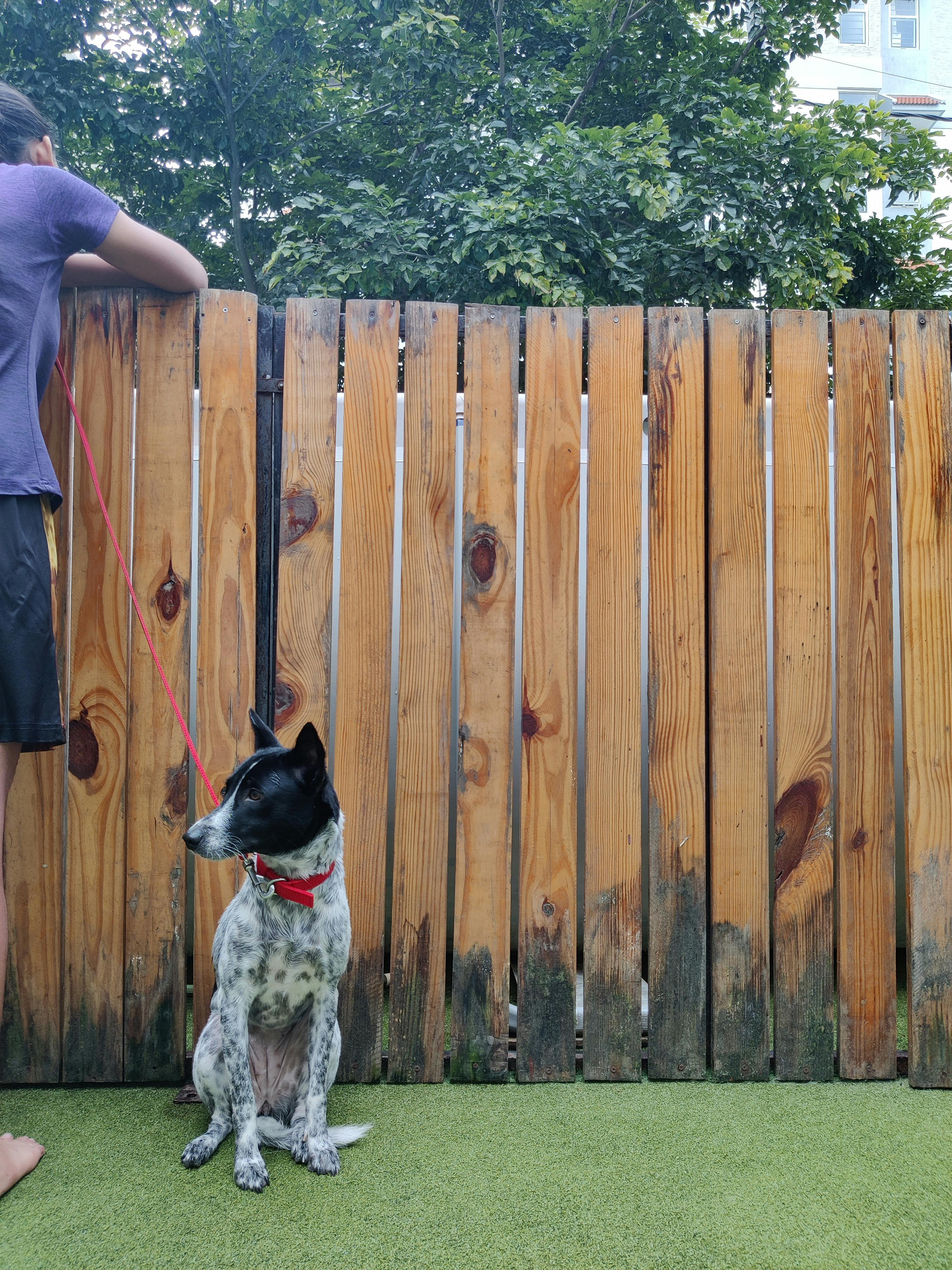 thePack.in Reviews Becky's Bow Wow House, Banashankari Dog Boarding