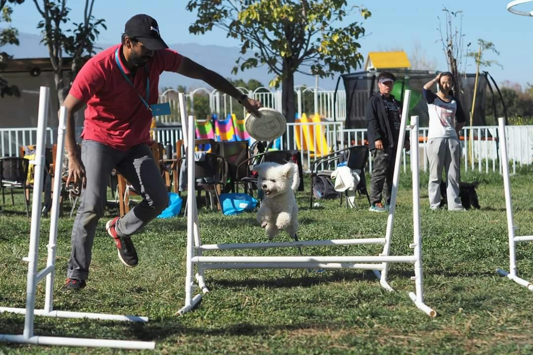 Building Engagement with Your Dog | Essential Life-Skills of Dogs