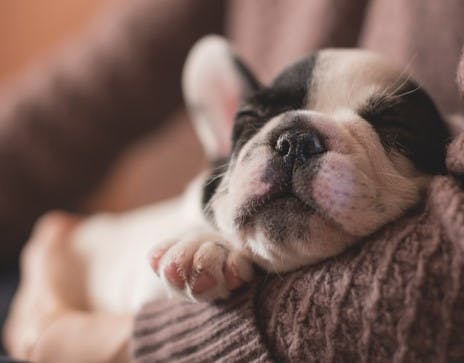 Parvovirus In Rabbits Everything You Need To Know - e8494oj