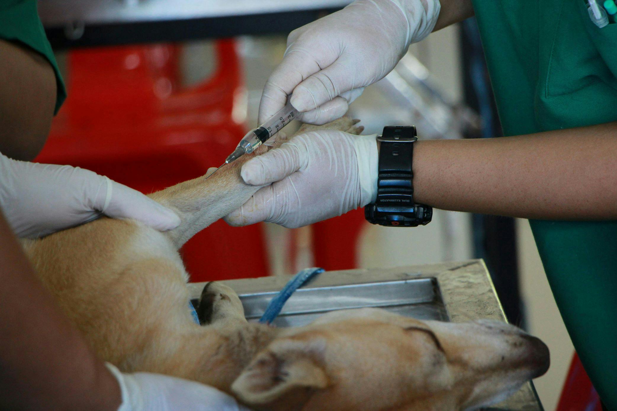 understanding-dog-blood-groups-a-vet-s-guide-to-dog-blood-types-transfusion-donation