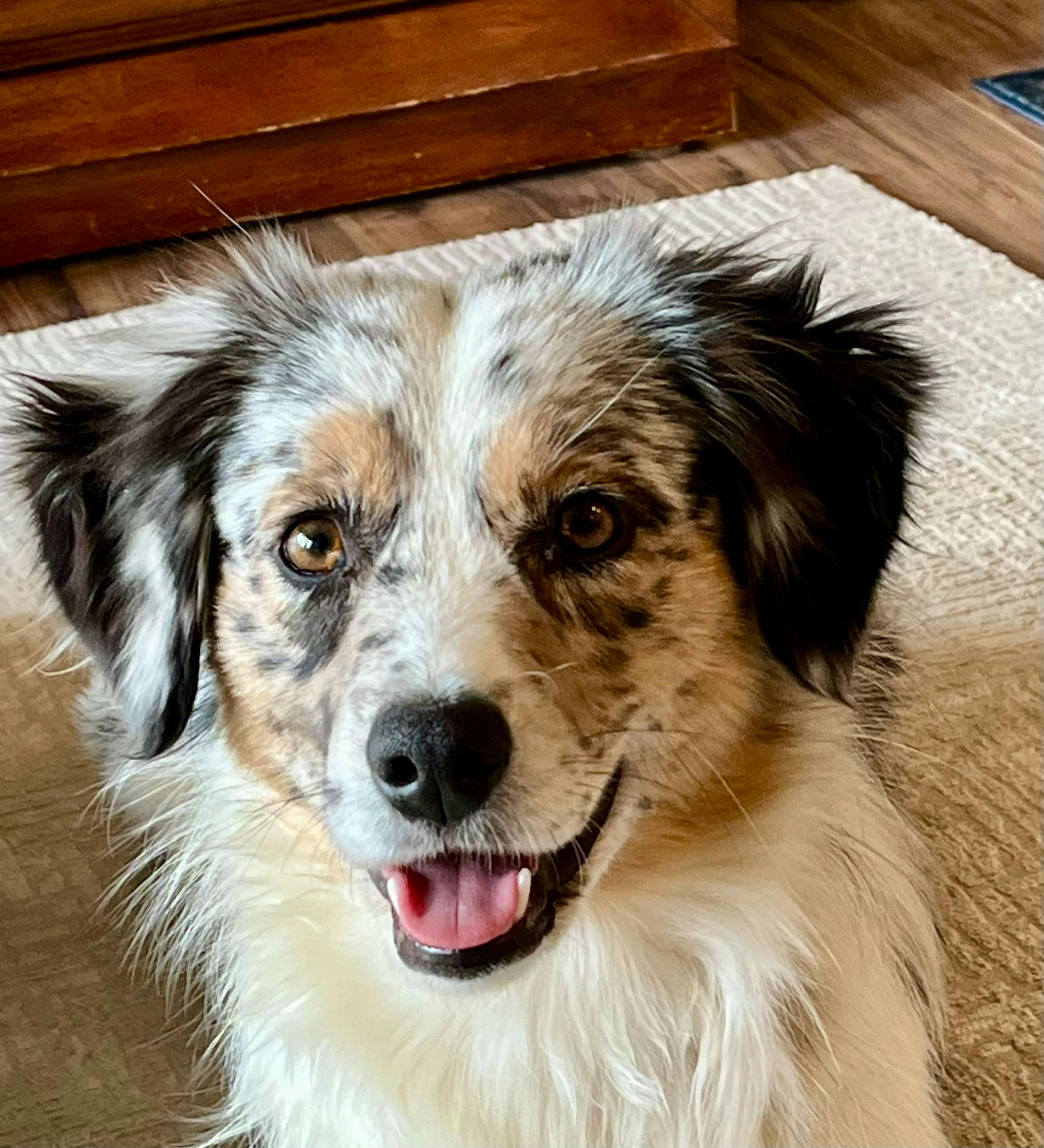 Mandy's Friends Australian Shepherds's Puppies For Sale in California ...