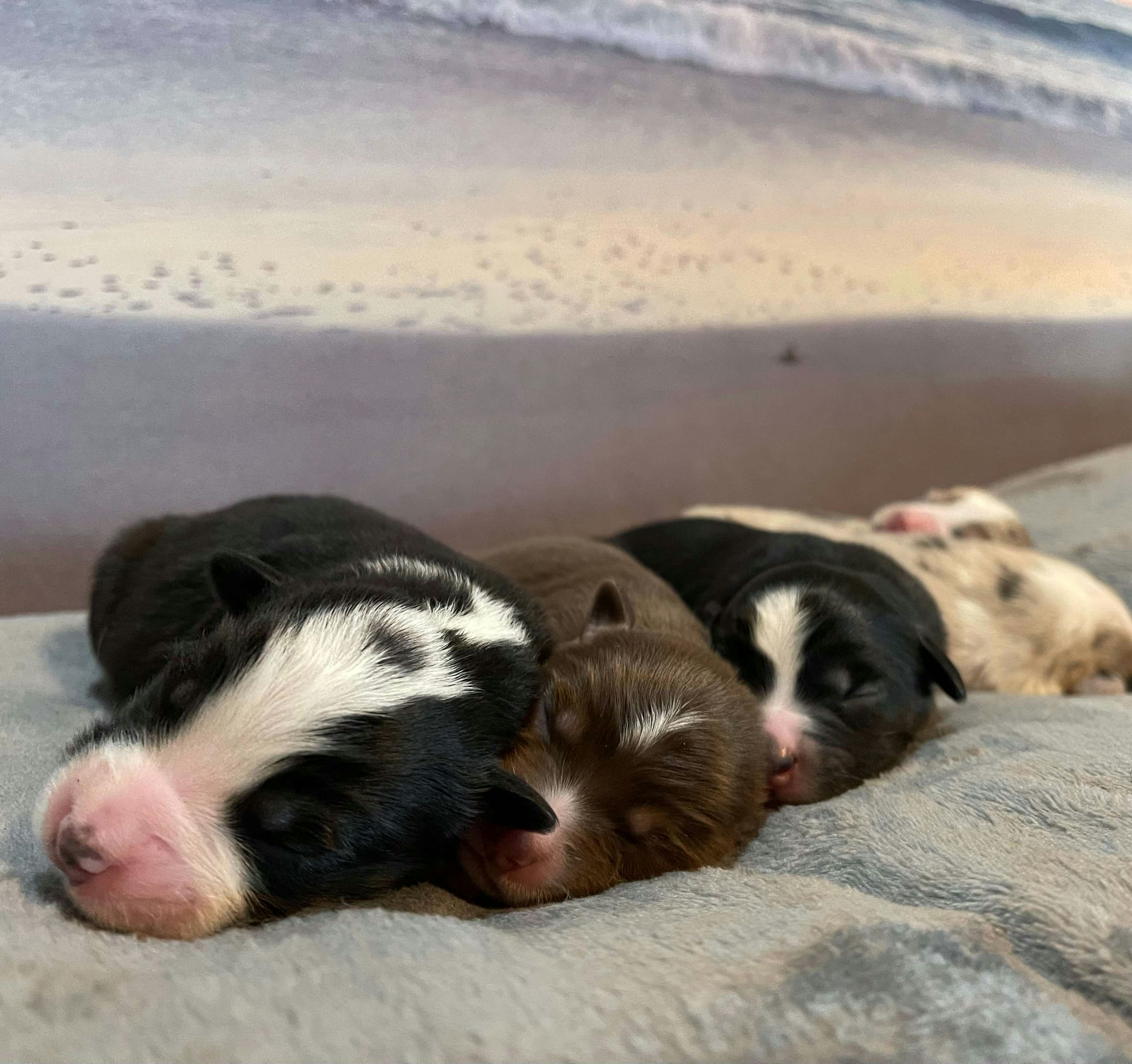Mandy's Friends Australian Shepherds's Puppies For Sale in California ...