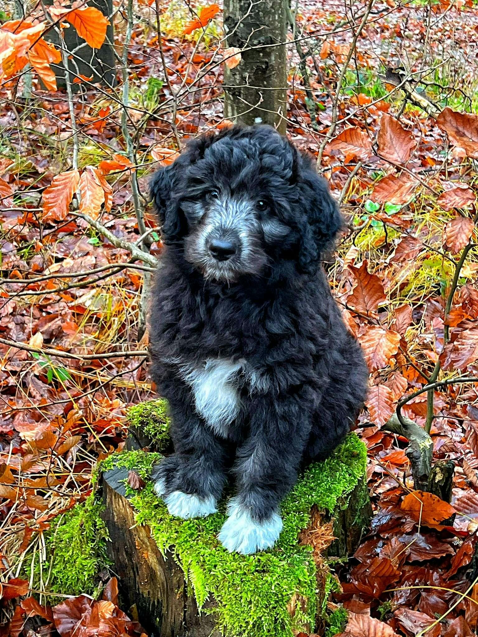 AUSSIEDOODLE bei HonestDog
