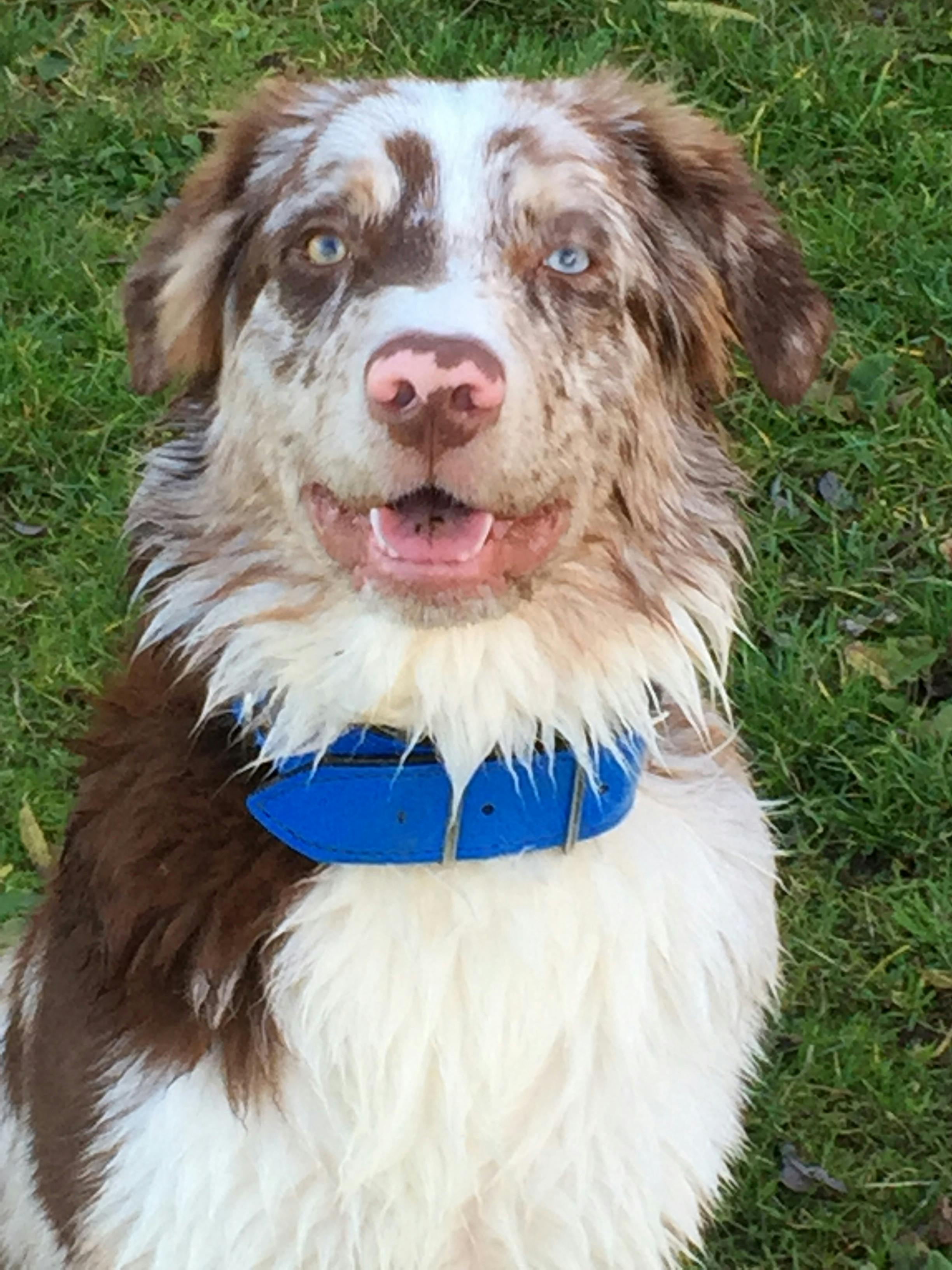 Aussies with miracle eyes bei HonestDog