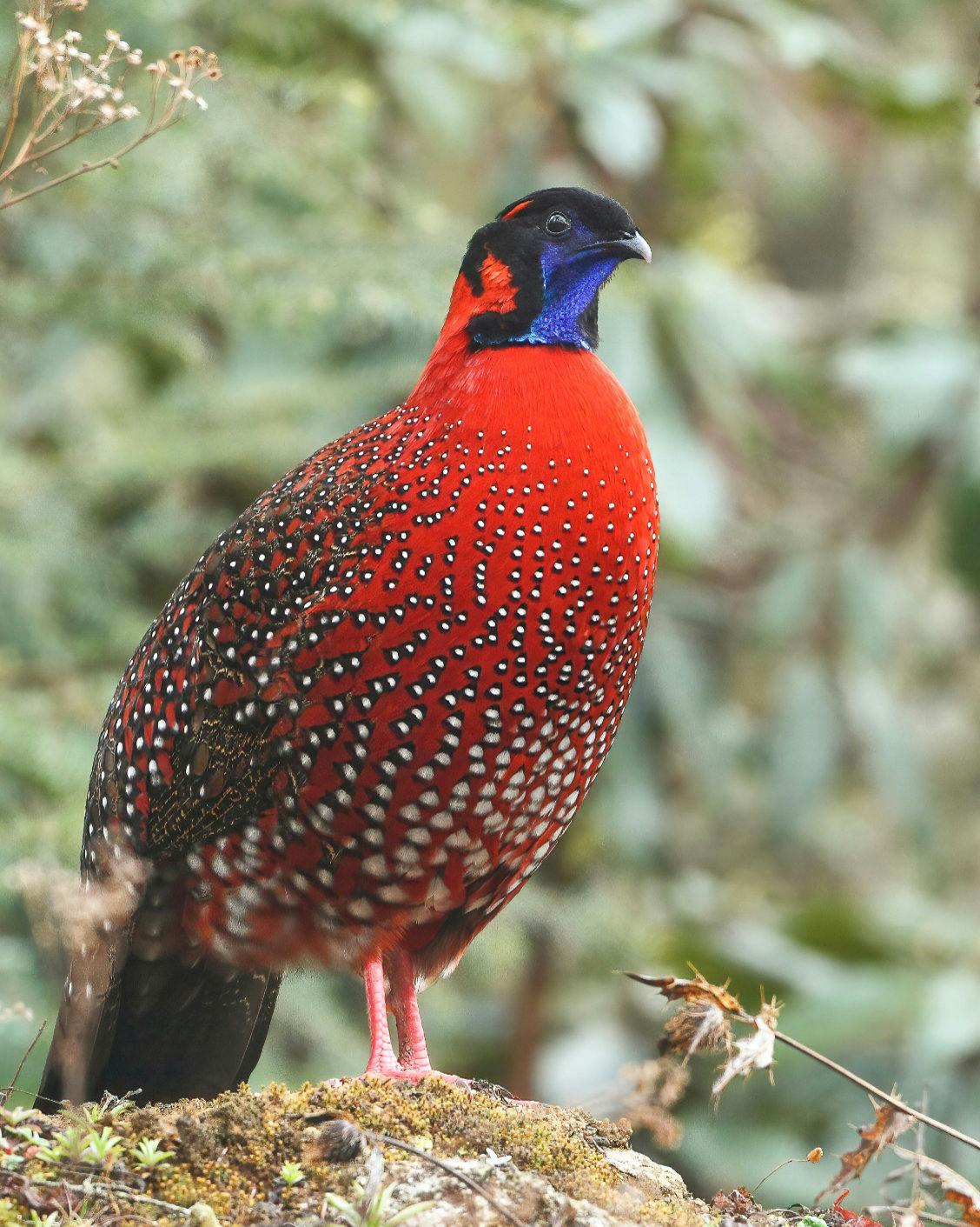 Satyr Tragopan