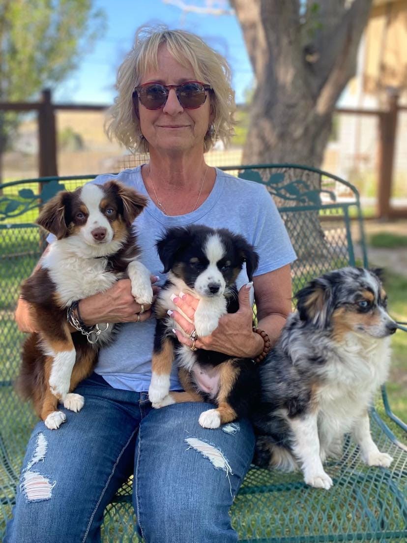 Applewood toy outlet australian shepherds