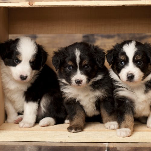 Teacup mini hot sale australian shepherd