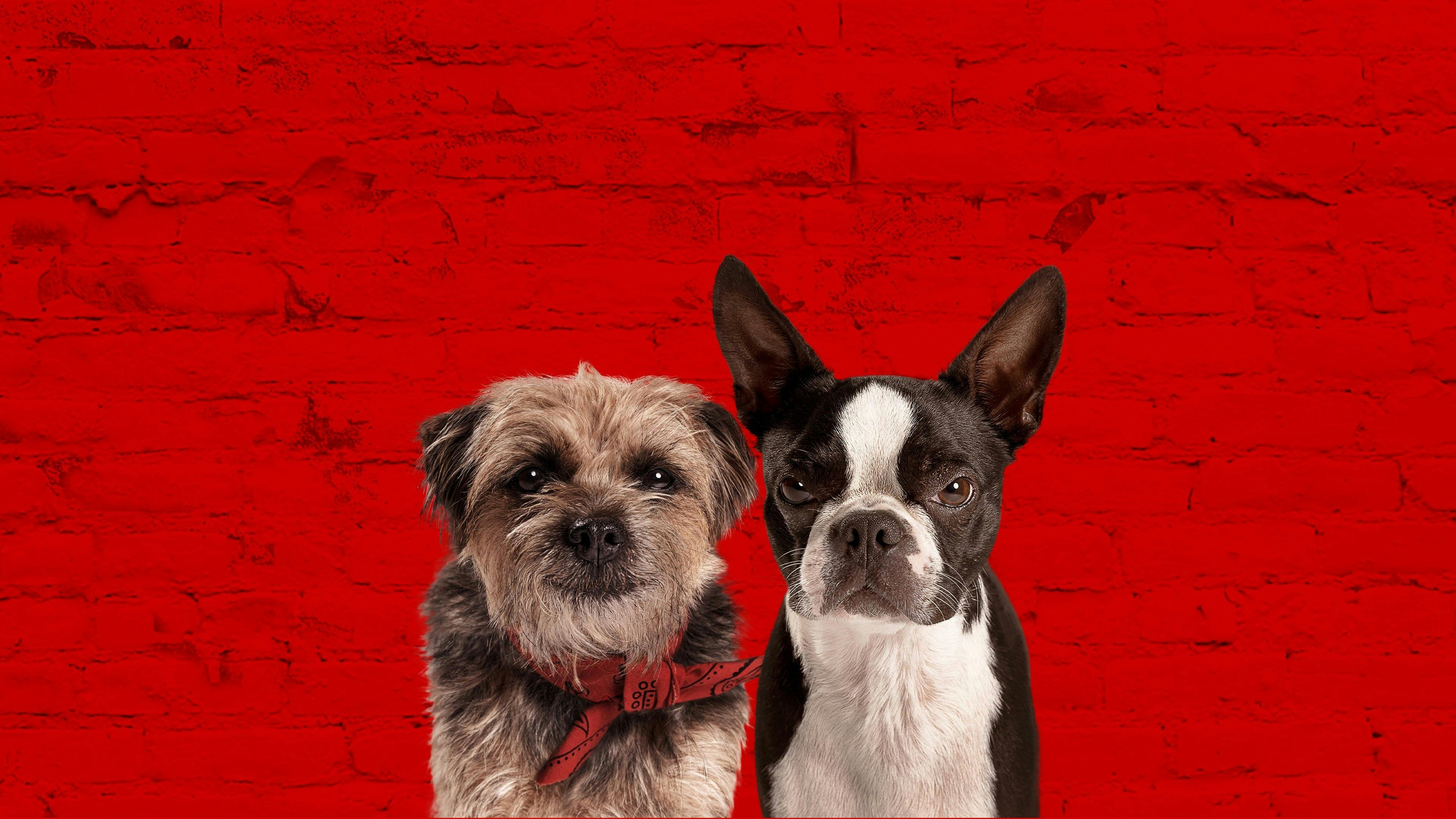 Ruim pra Cachorro backdrop