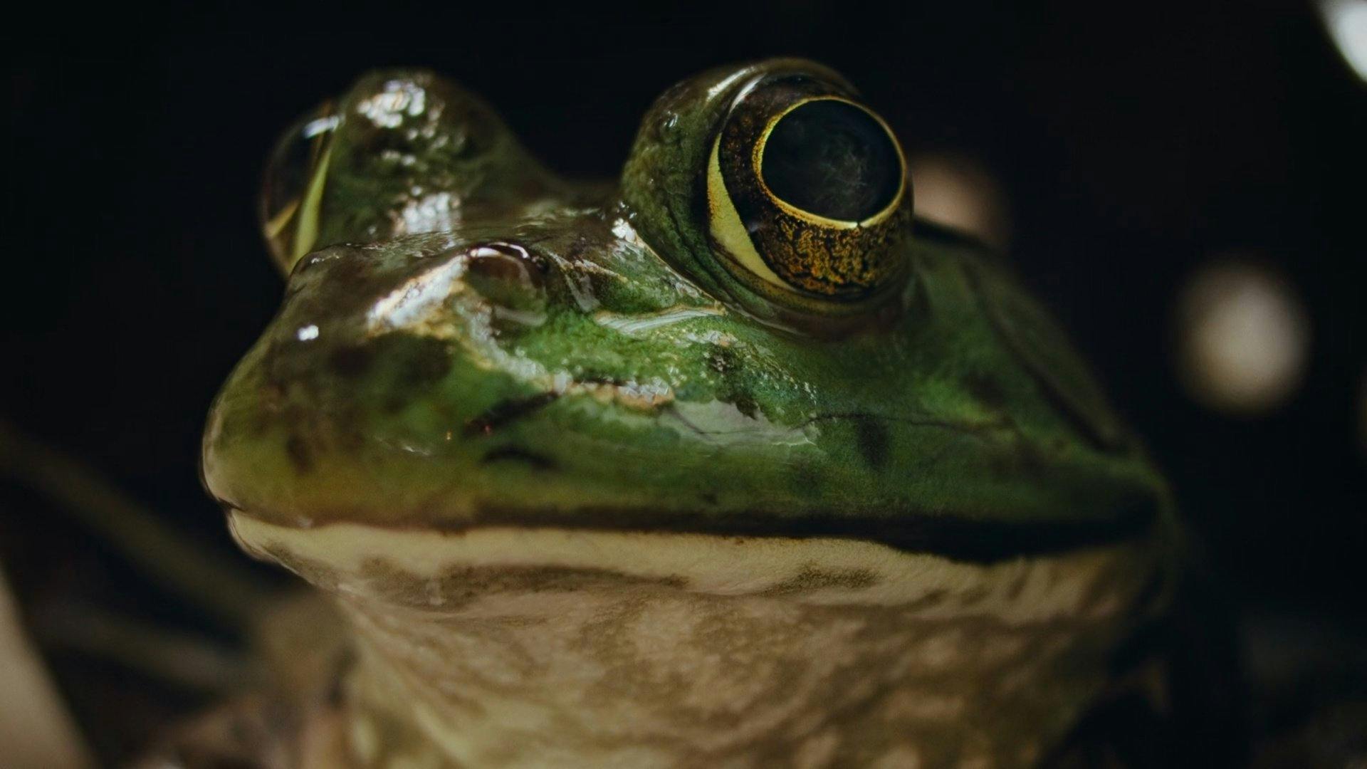 Pesadelos da Natureza backdrop