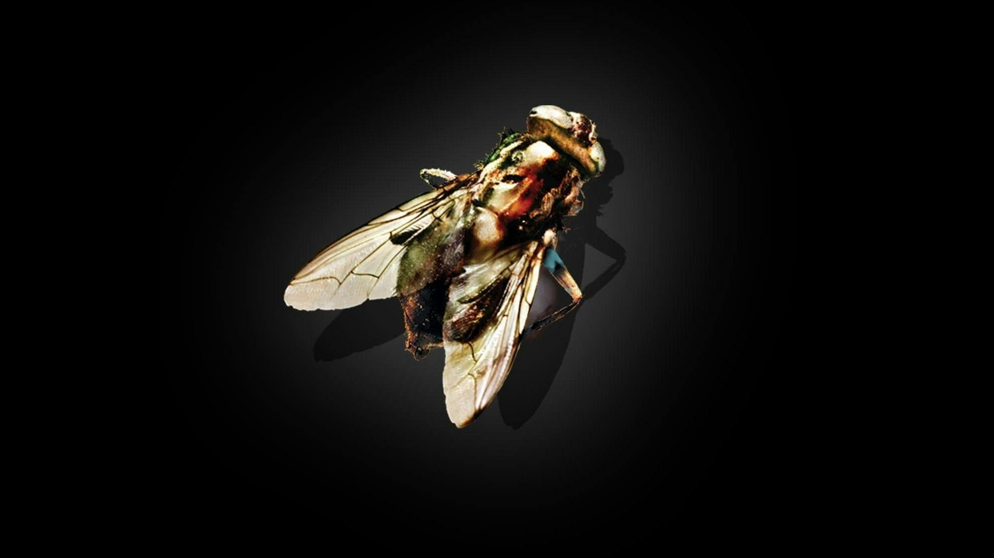 A Mosca backdrop