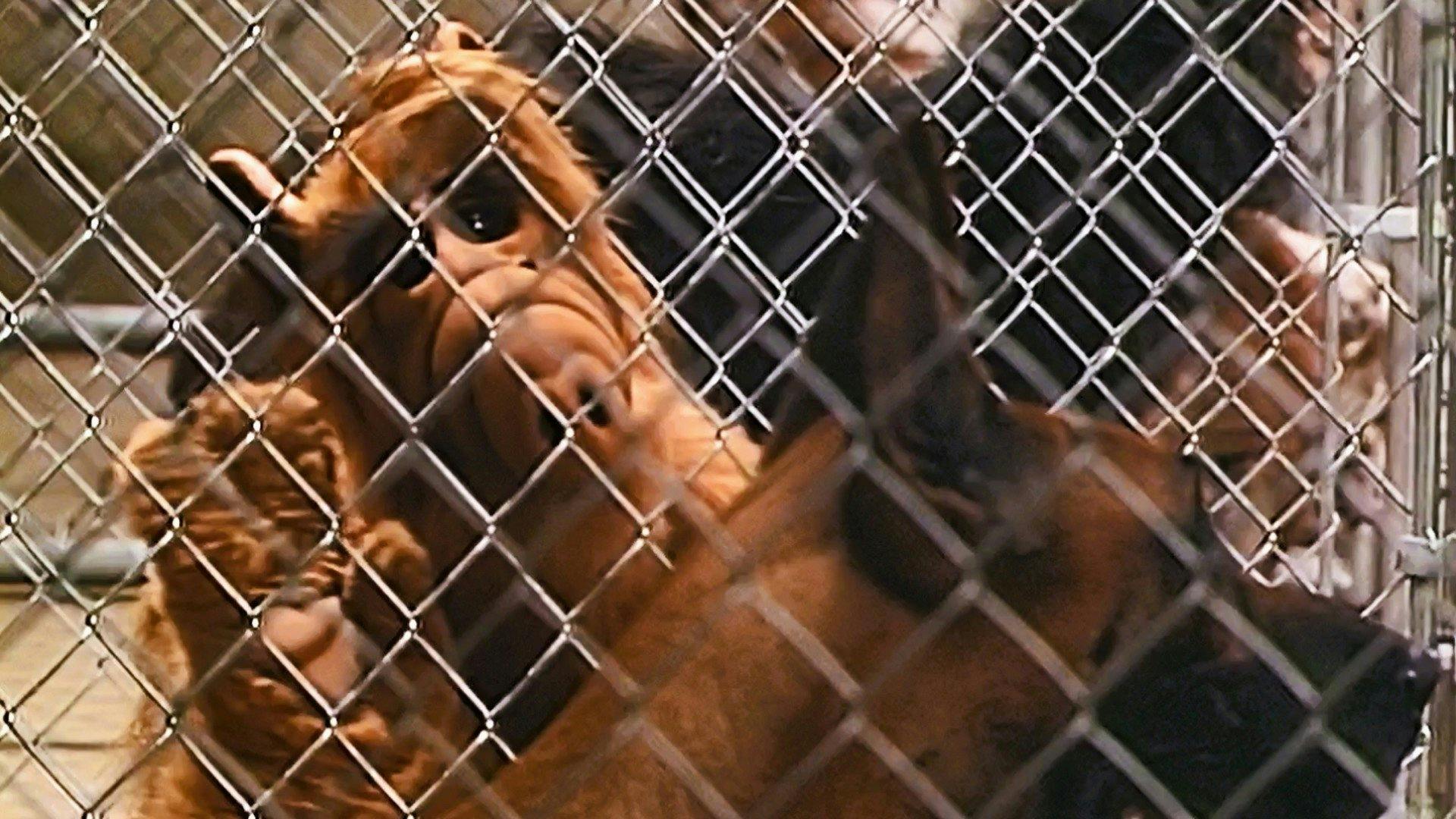 ALF, o ETeimoso - episódio 1x3