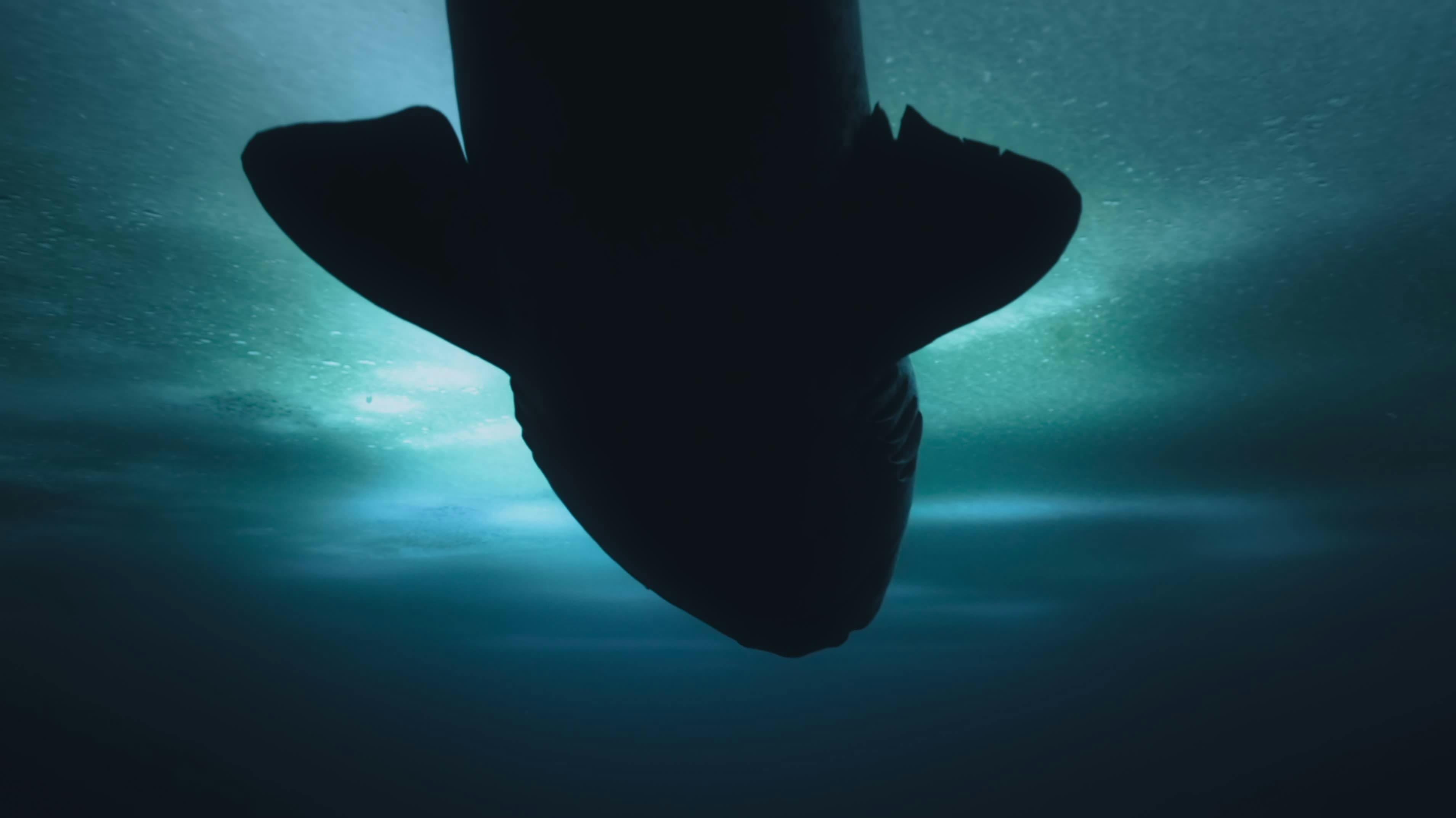 OceanXplorers - episódio 1x6