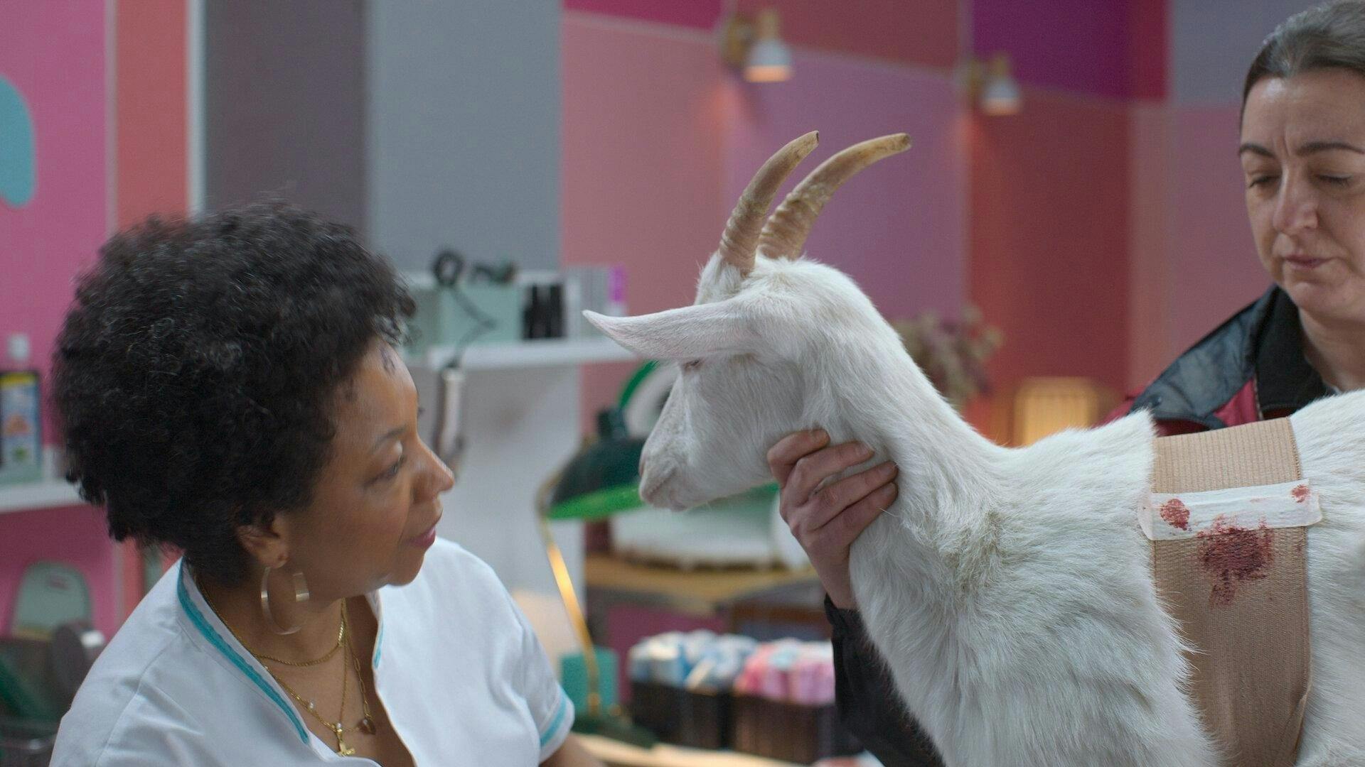 Animal - episódio 1x7