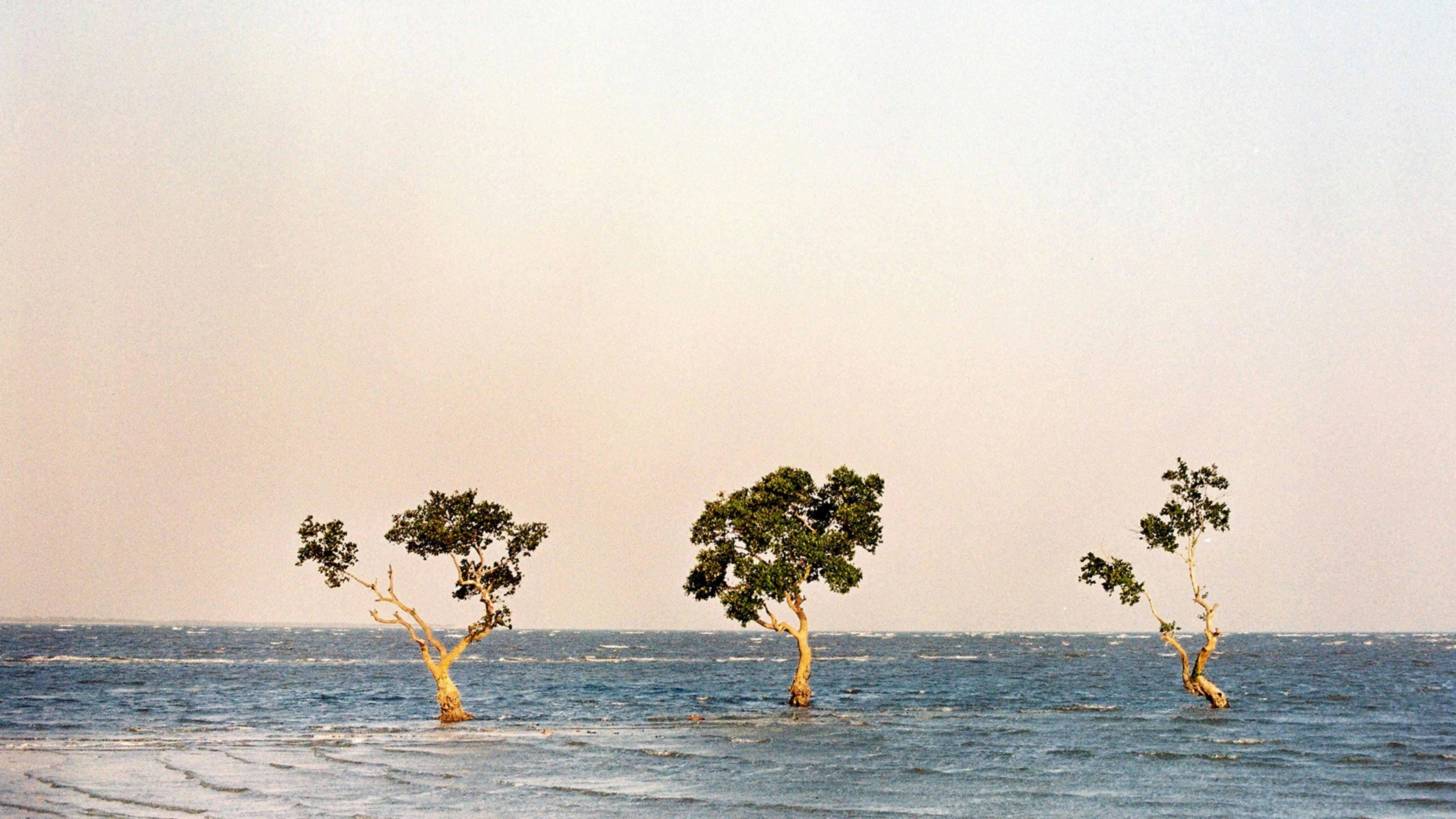 Os Ossos da Saudade backdrop