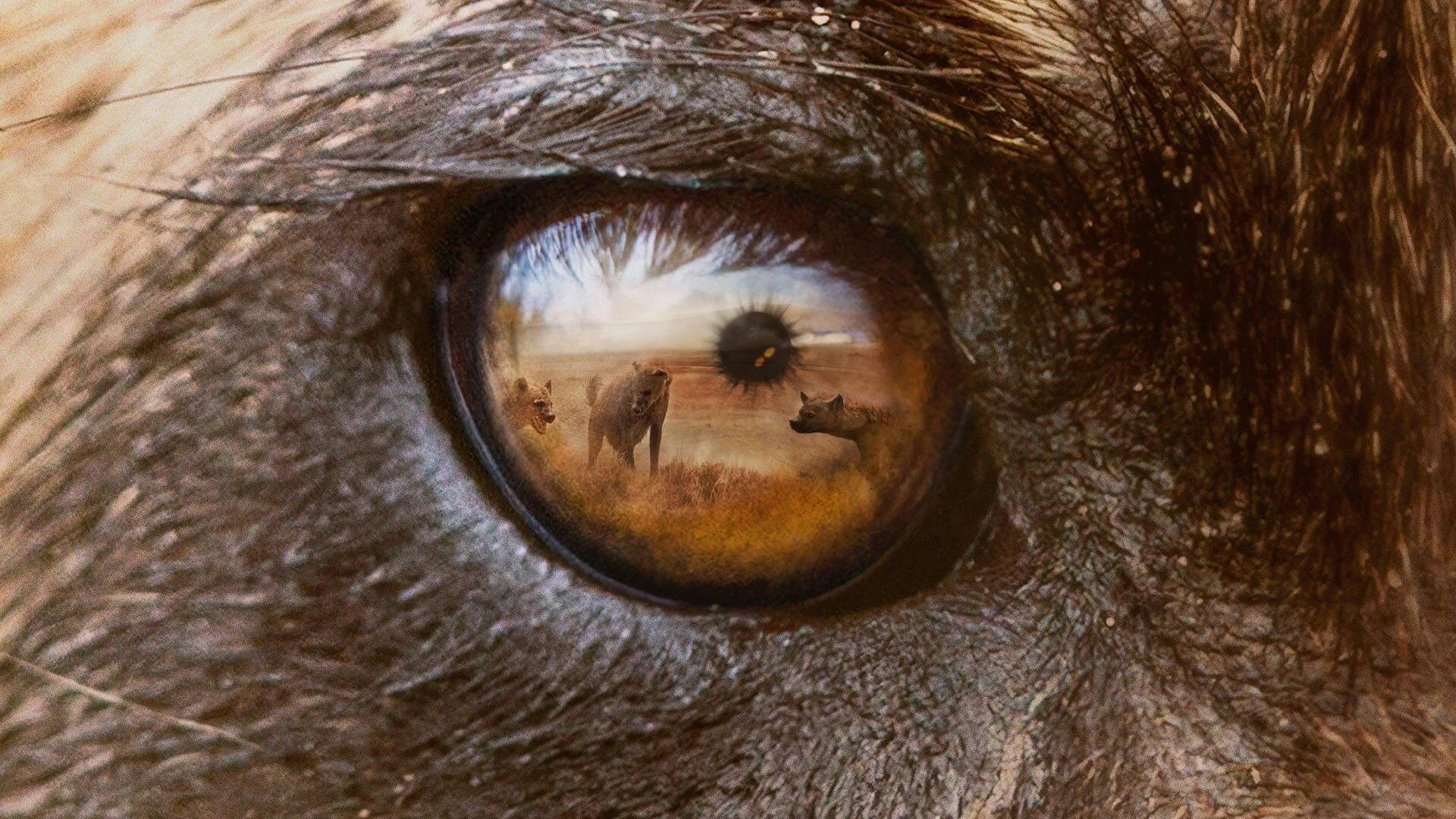Predadores do Mundo Animal - episódio 1x5