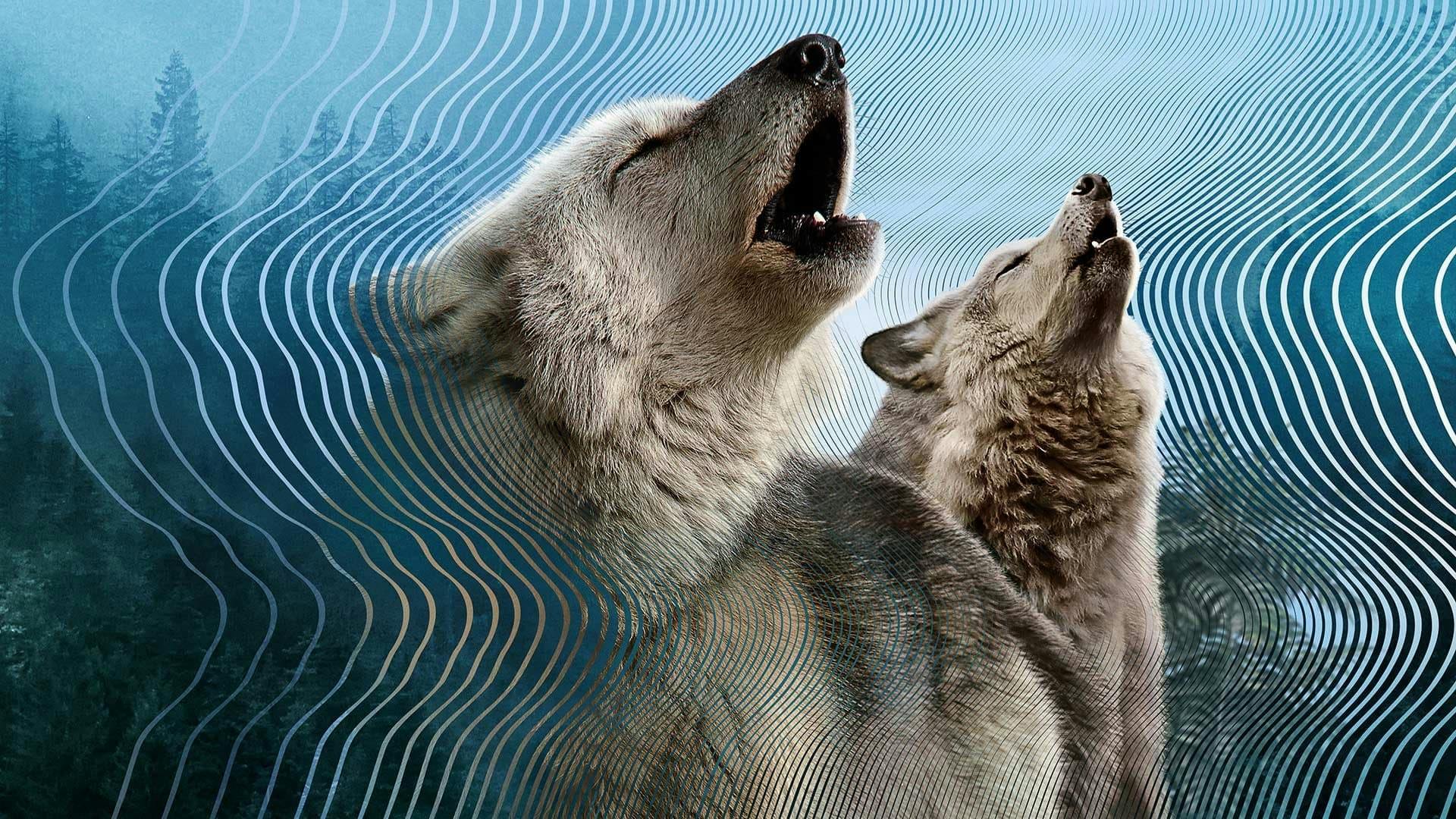 O Misterioso Mundo dos Sons com David Attenborough - episódio 1x3