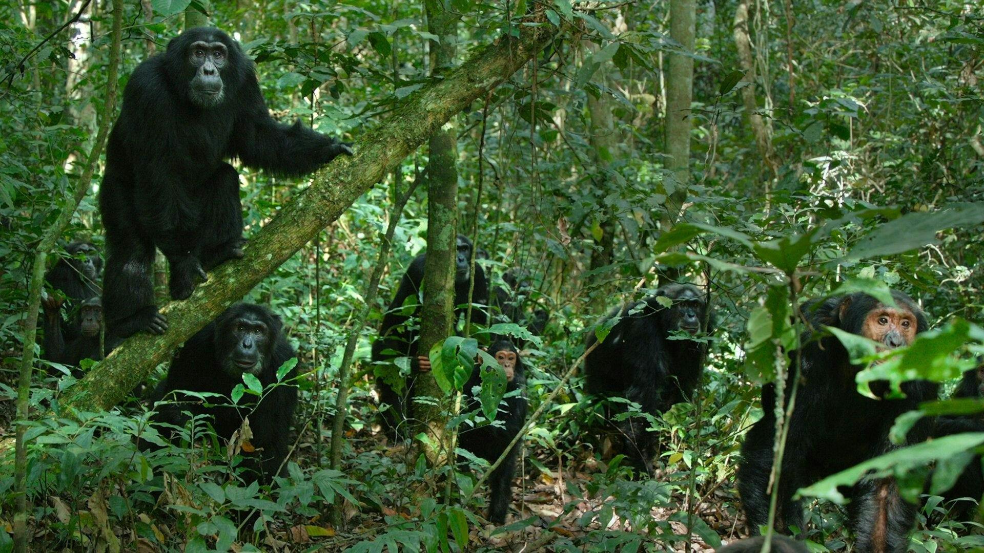 O Império dos Chimpanzés - episódio 1x2
