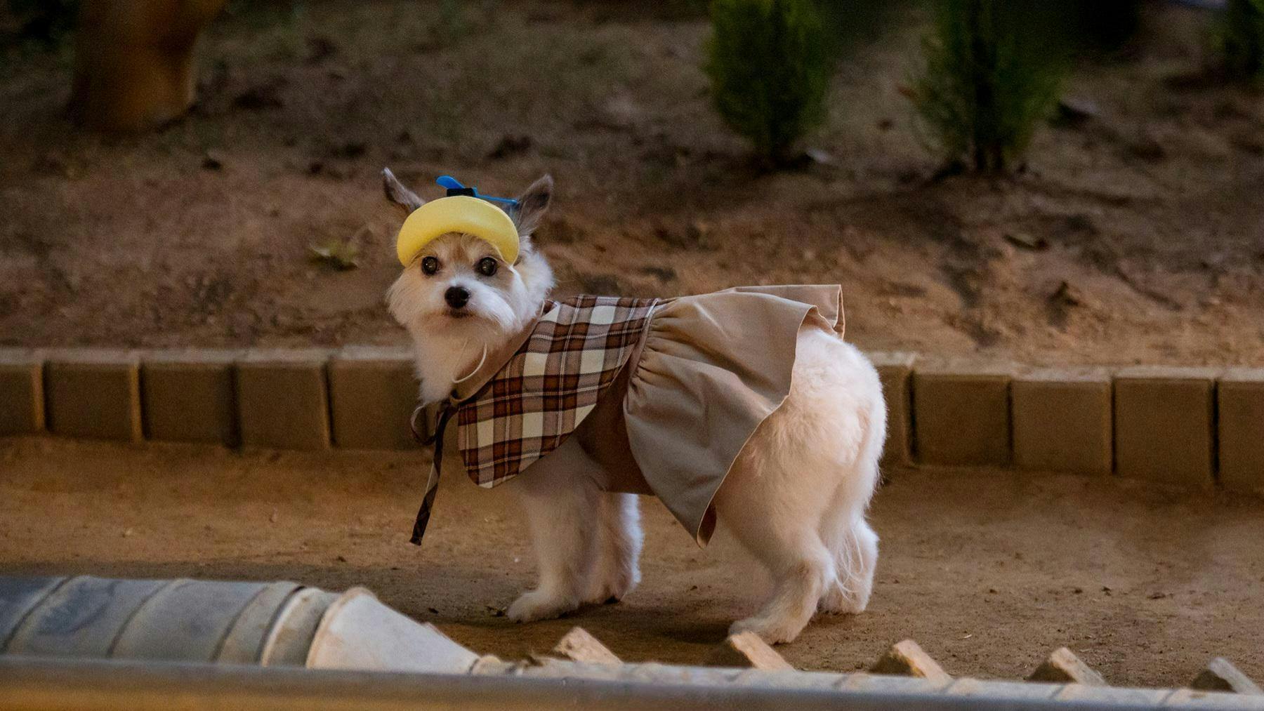 Um Bom Dia para Ser um Cachorro - episódio 1x5